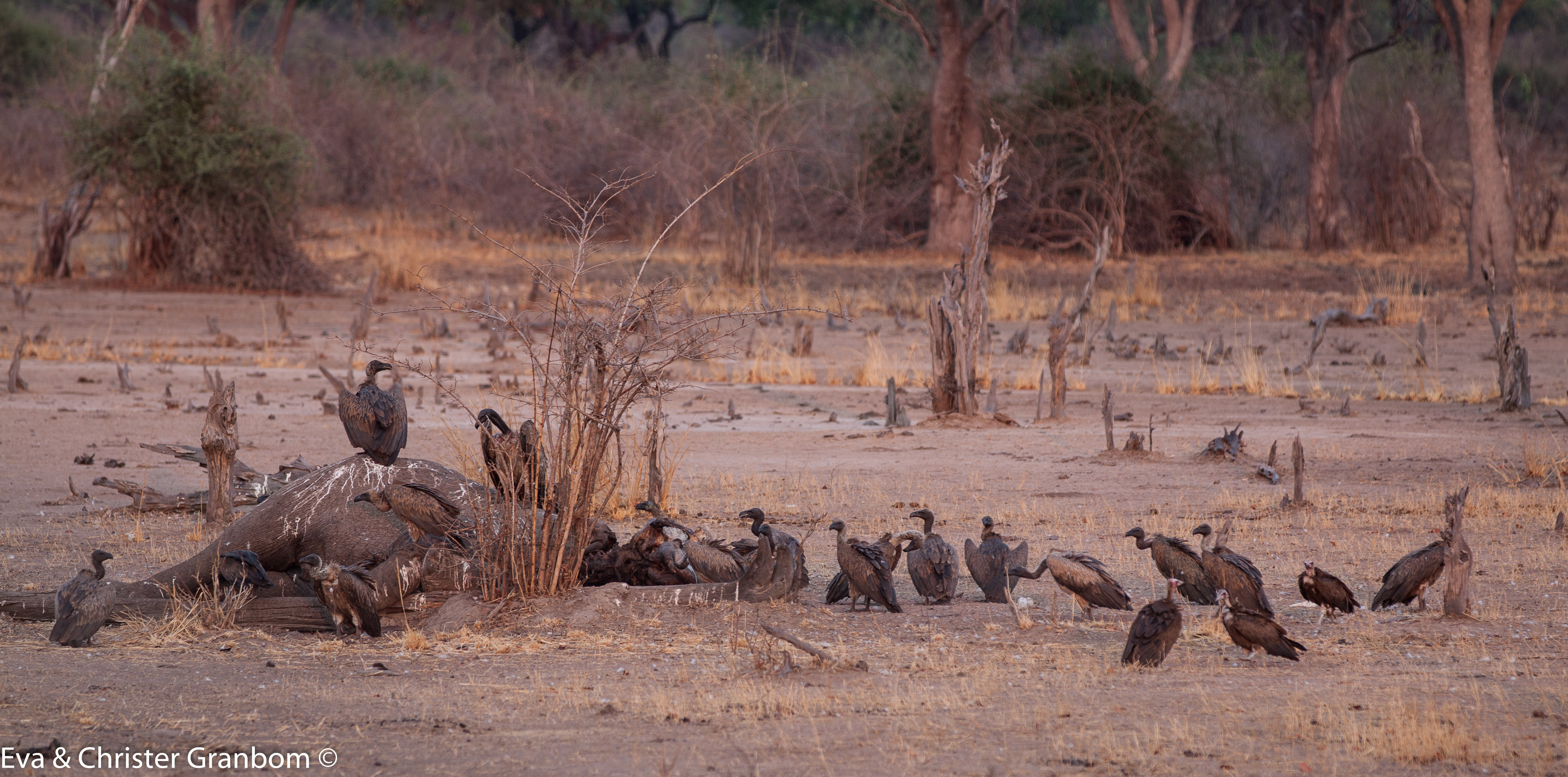 En självdöd elefant blir ett skrovmål för Kappgam - Hooded Vulture, Afrikansk vitryggad gam - African White-backed Vulture
