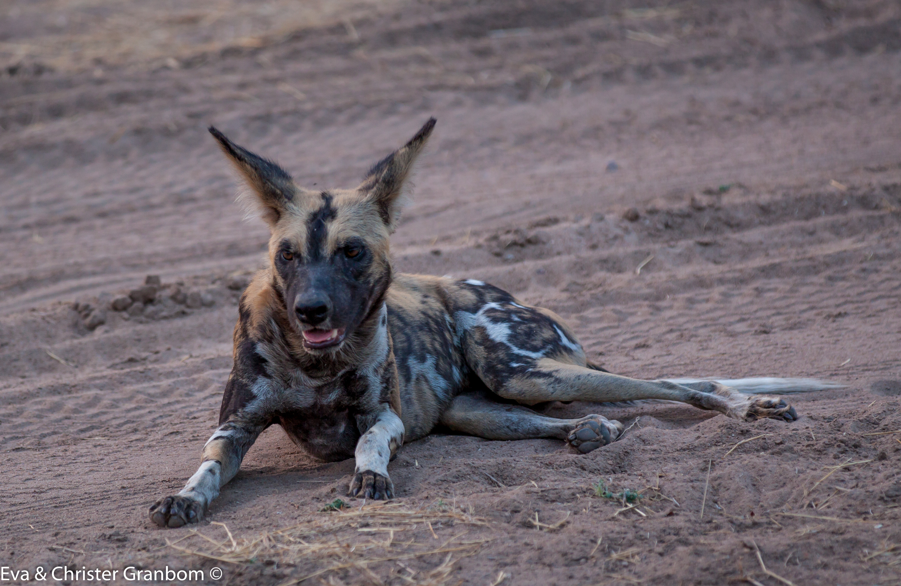 Afrikansk vildhund