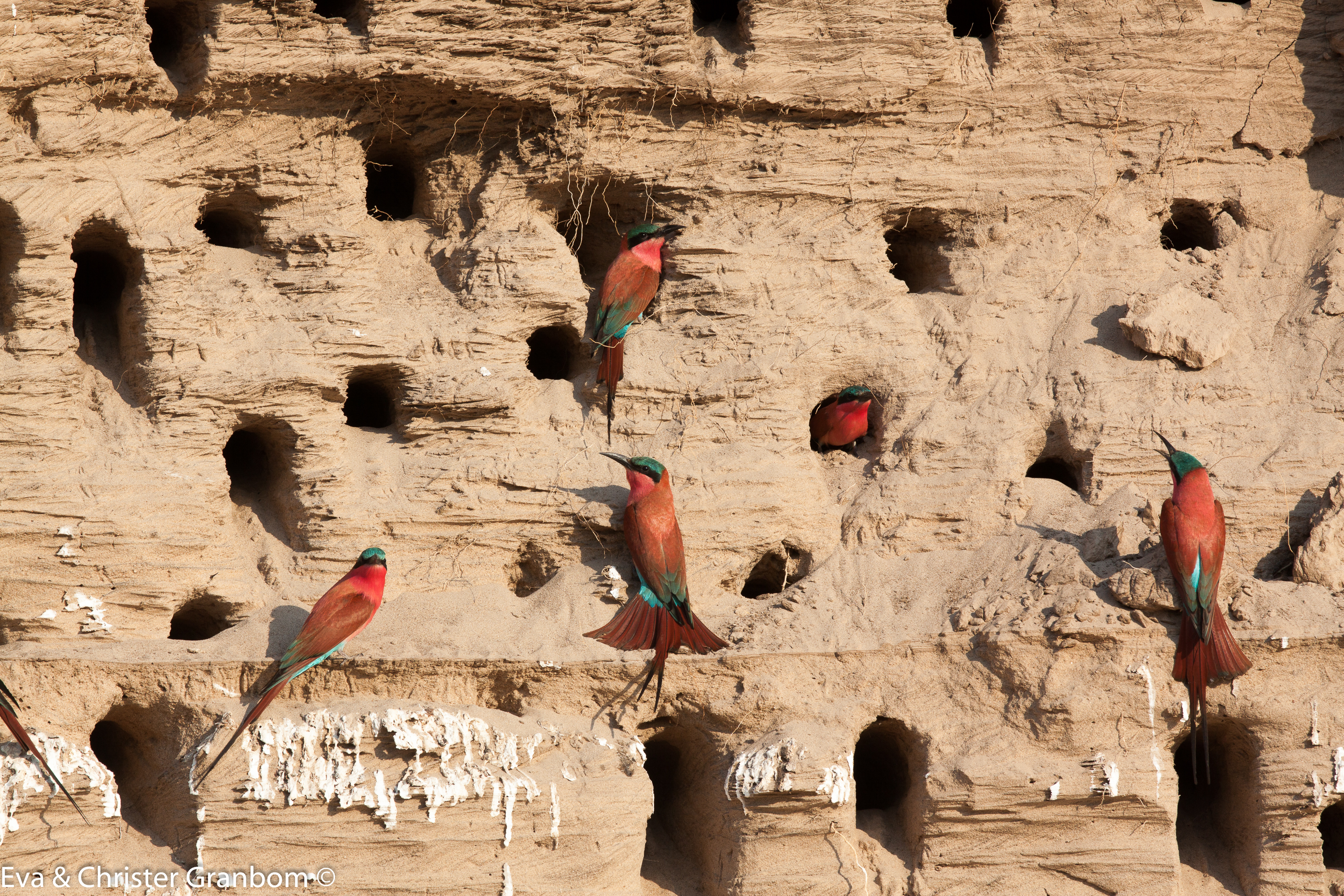Sydlig karminbiätare - Southern Carmine Bee-eater