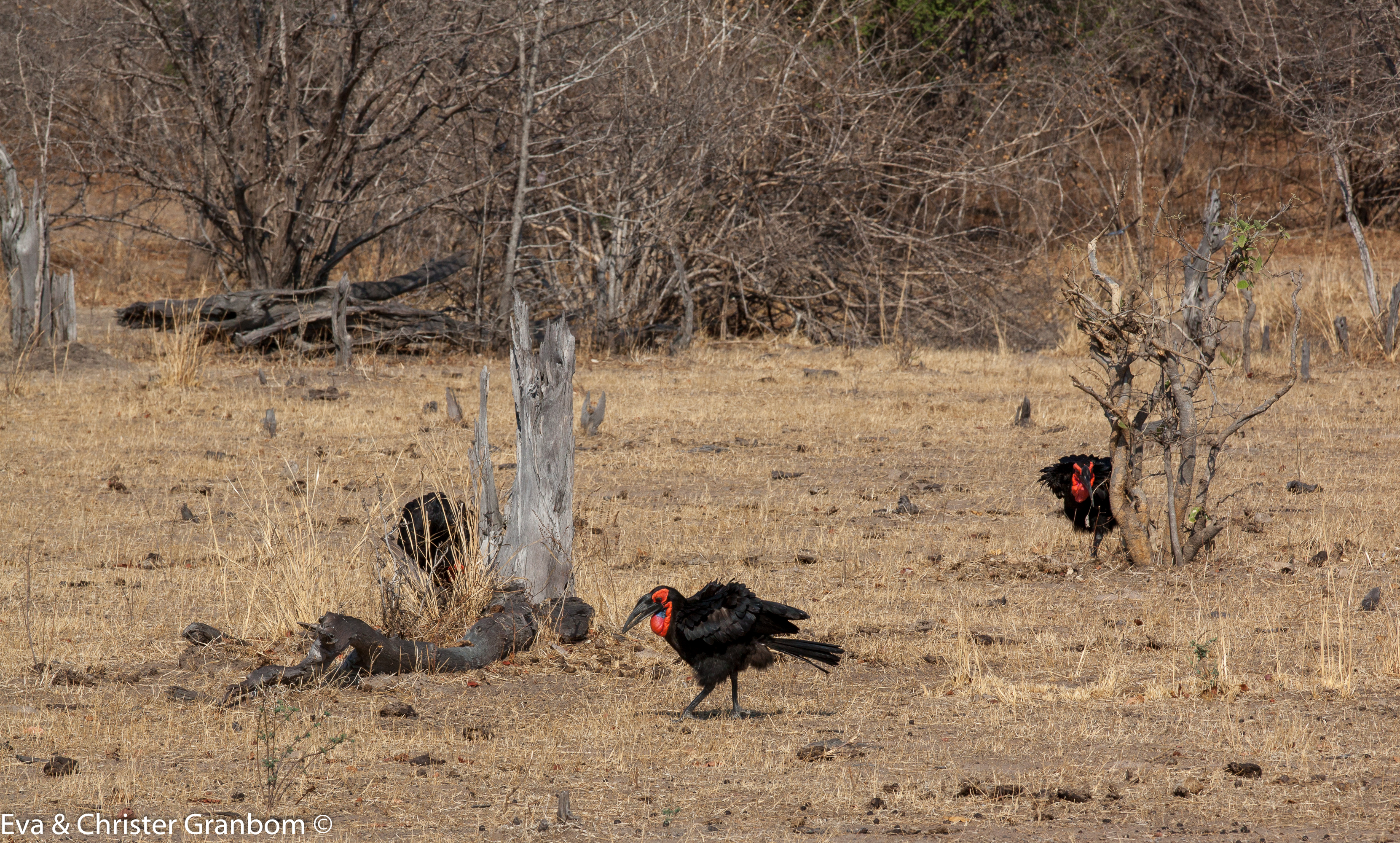 Sydlig hornkorp - Southern Ground Hornbill