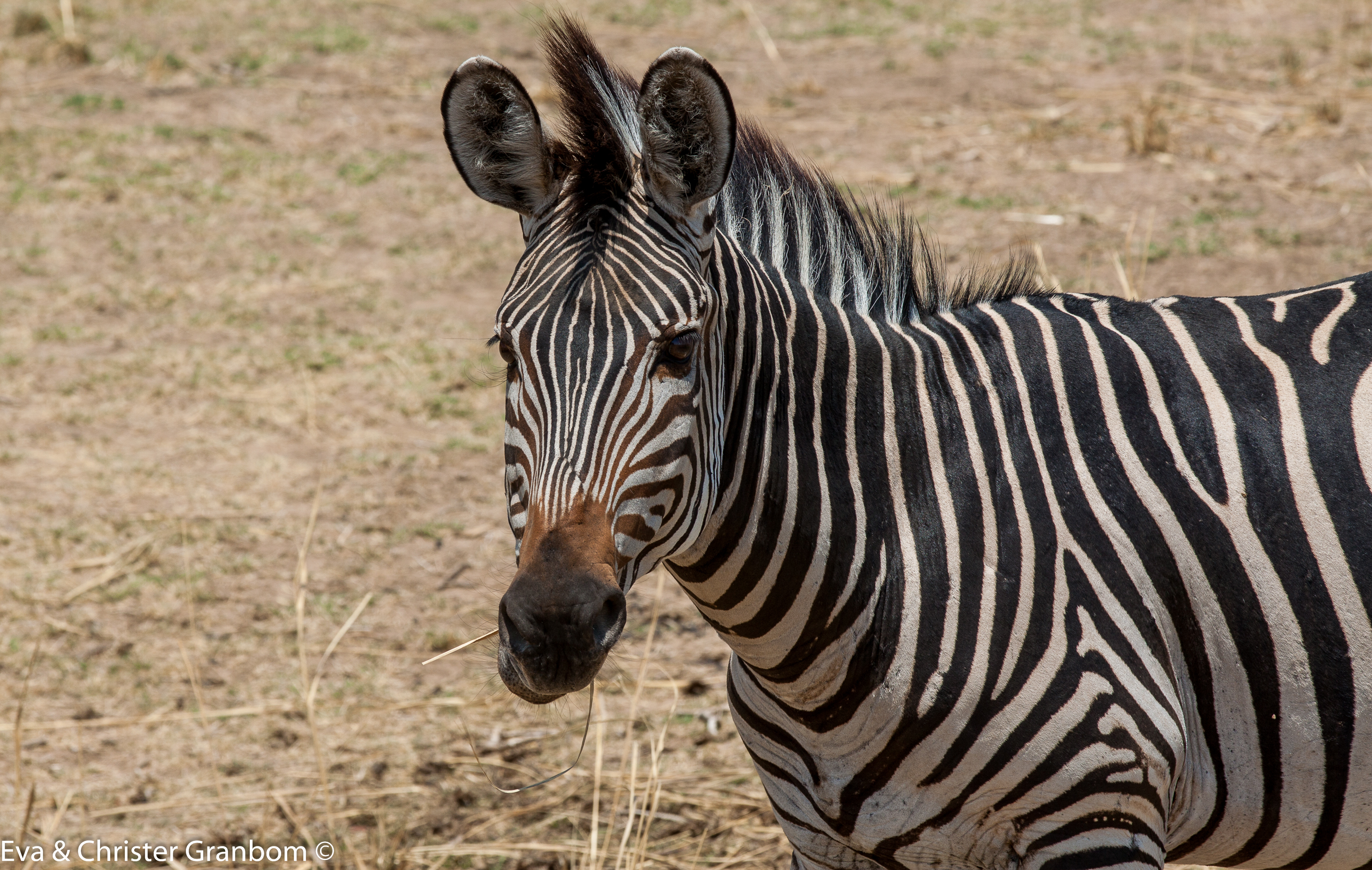 Crawshay zebra