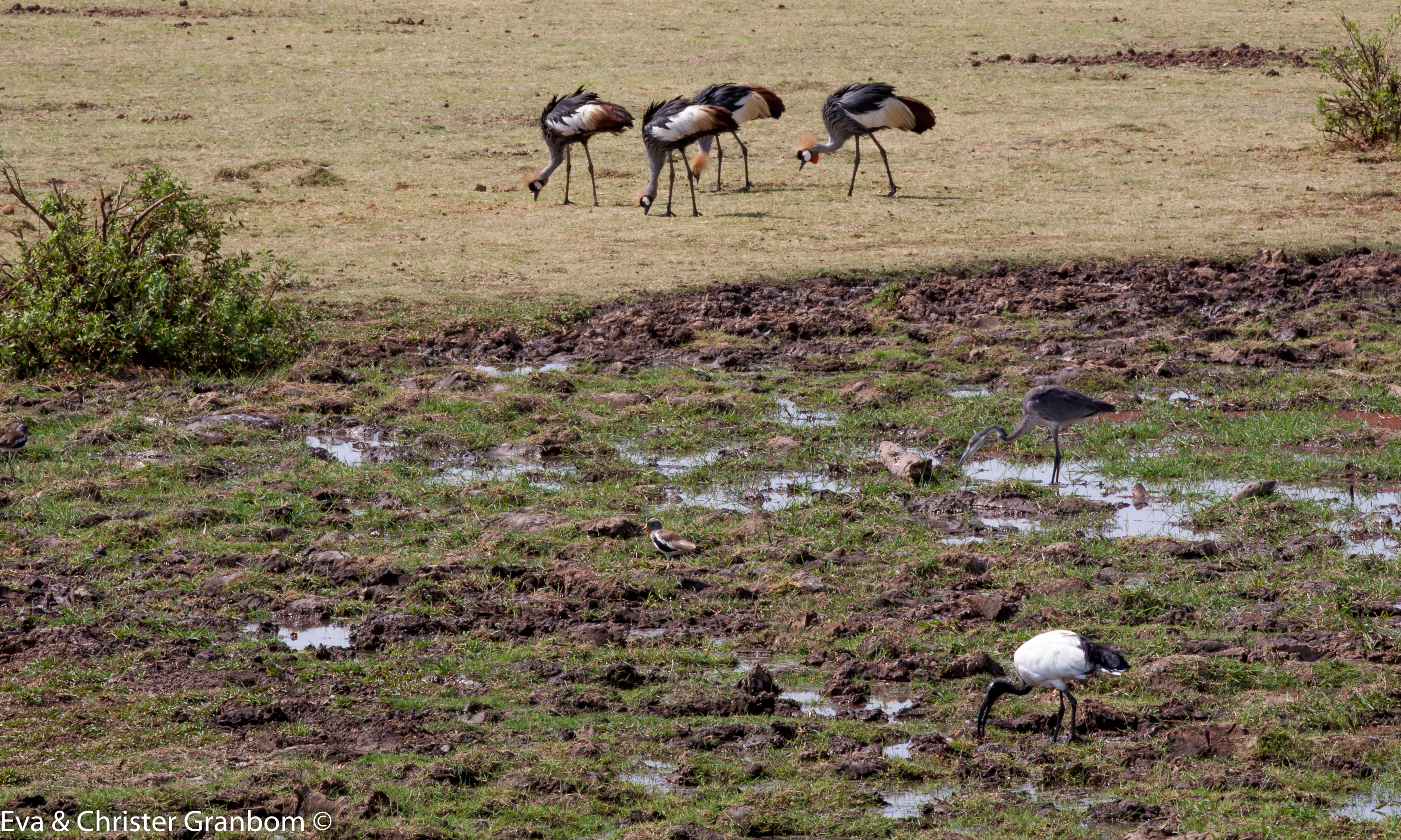 Grå krontrana - Grey Crowned Crane, Svarthuvad häger - Blackheaded heron, Helig ibis - African Sacred Ibis, Vitkronad vipa - White-crowned Lapwing