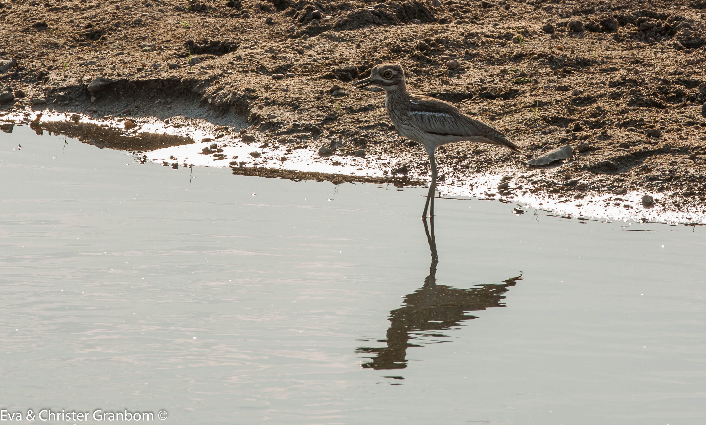 Vattentjockfot - Water Thick-knee
