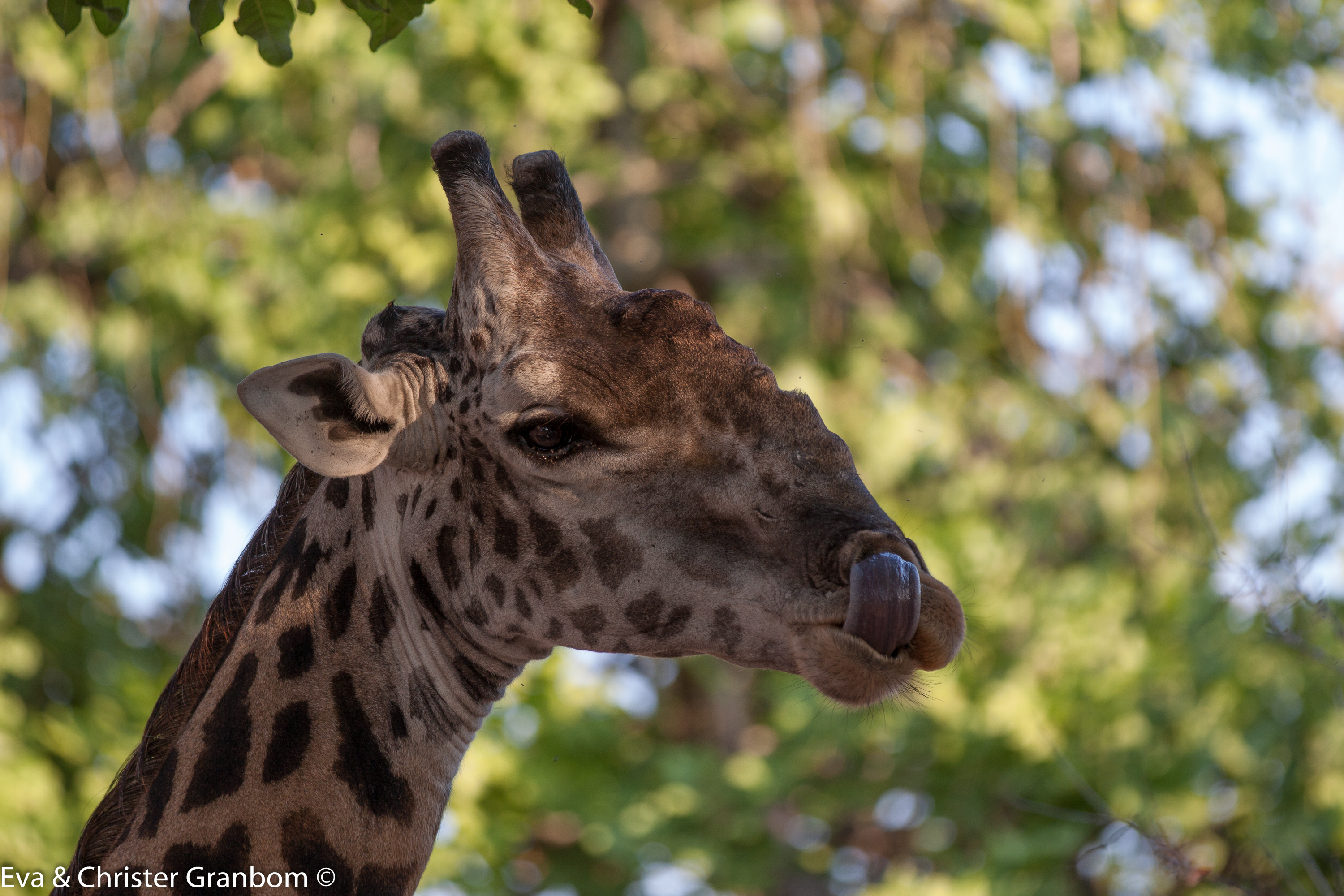 Thornicroft’s giraffe - praktiskt med lång tunga