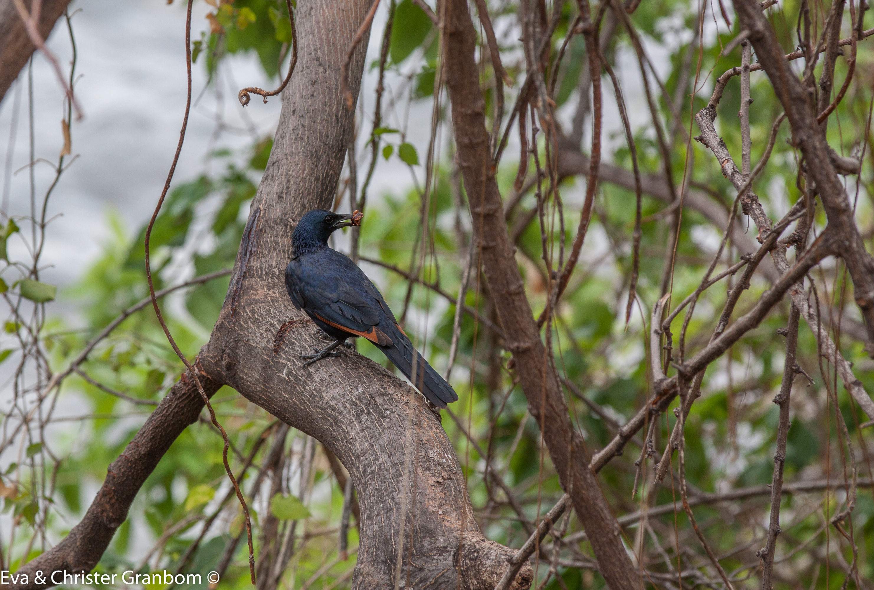 Rödvingad glansstare - Red-winged Starling