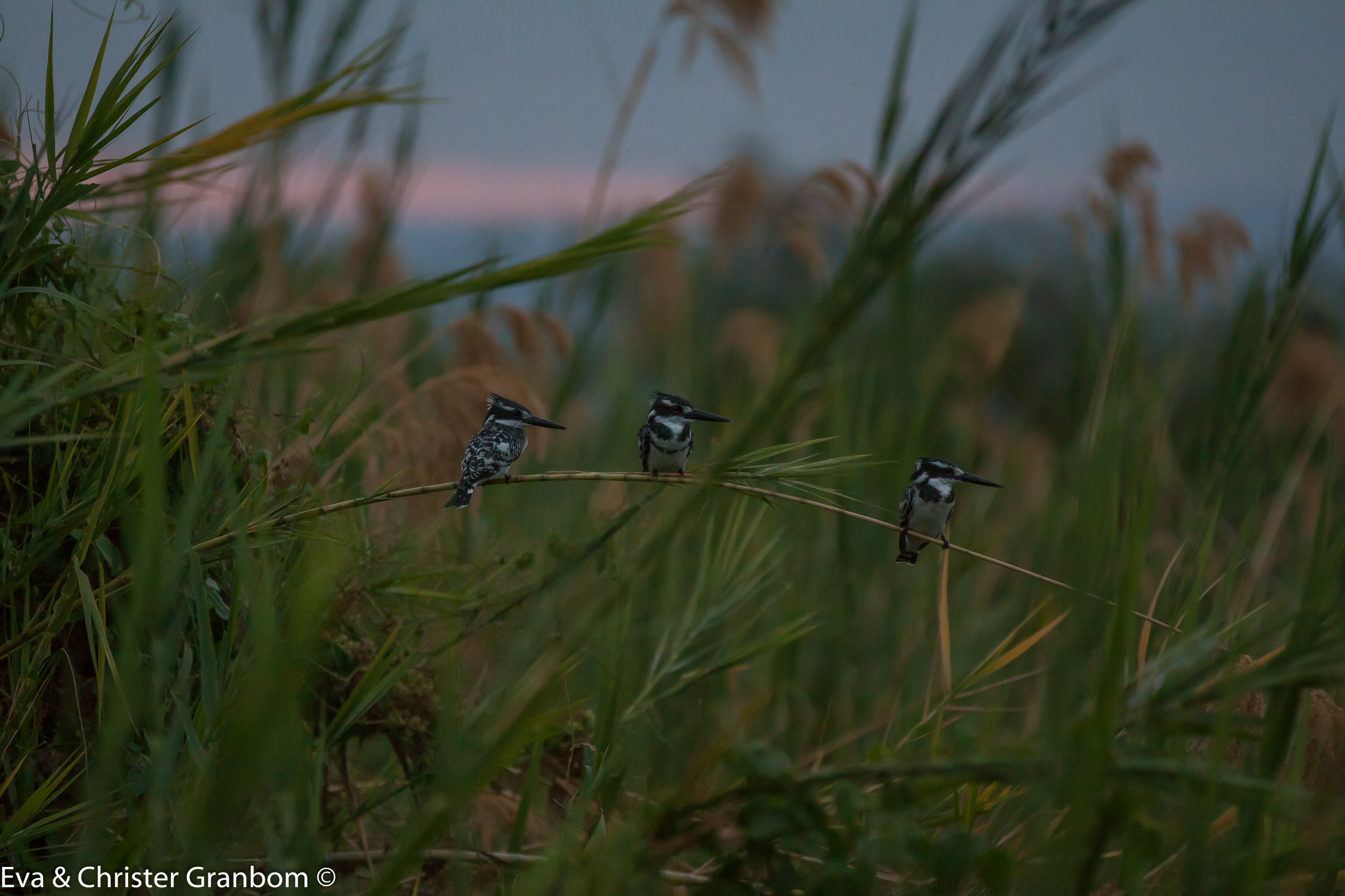 Gråfiskare - Pied Kingfisher