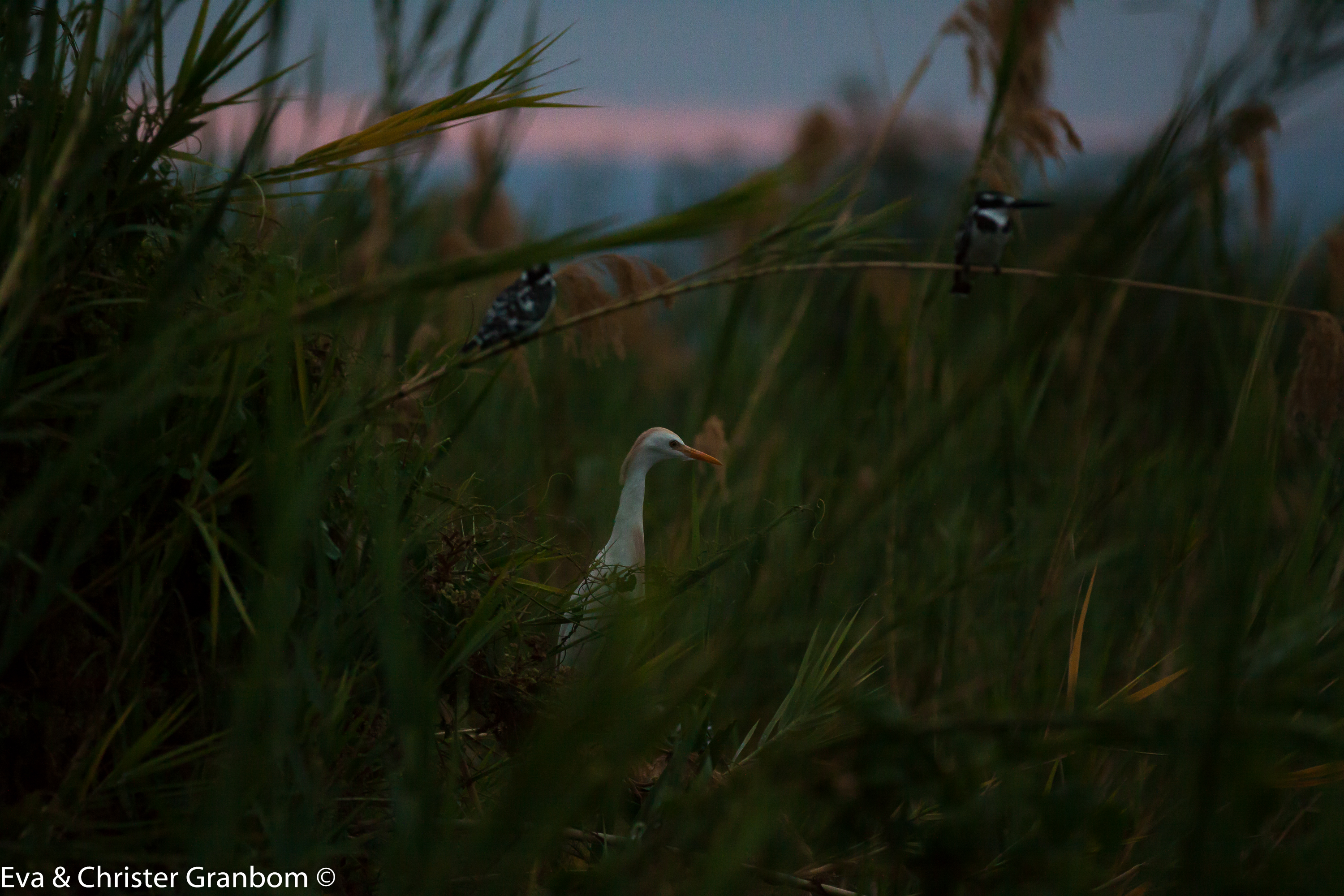 Kohäger - Cattle Egret