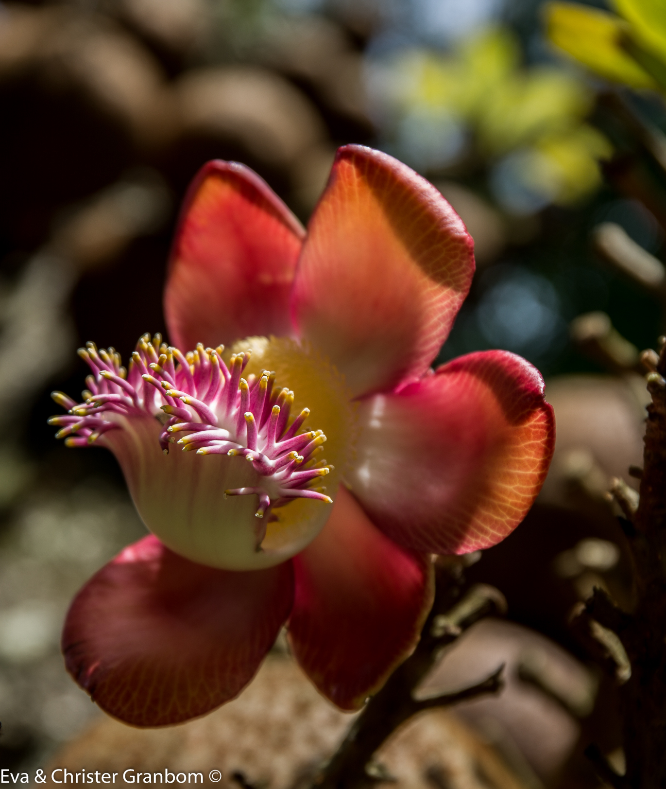 Cannonball Tree flower