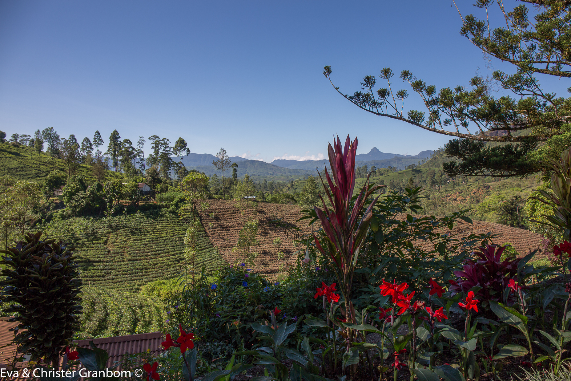 Adams Peak ses i bakgrunden. Det mytomspunna berget är välbesökt av pilgrimer och sägs dels ha varit den plats där Adam landade när han portades från paradiset och dels där Buddha lämnade sitt sista fotavtryck.