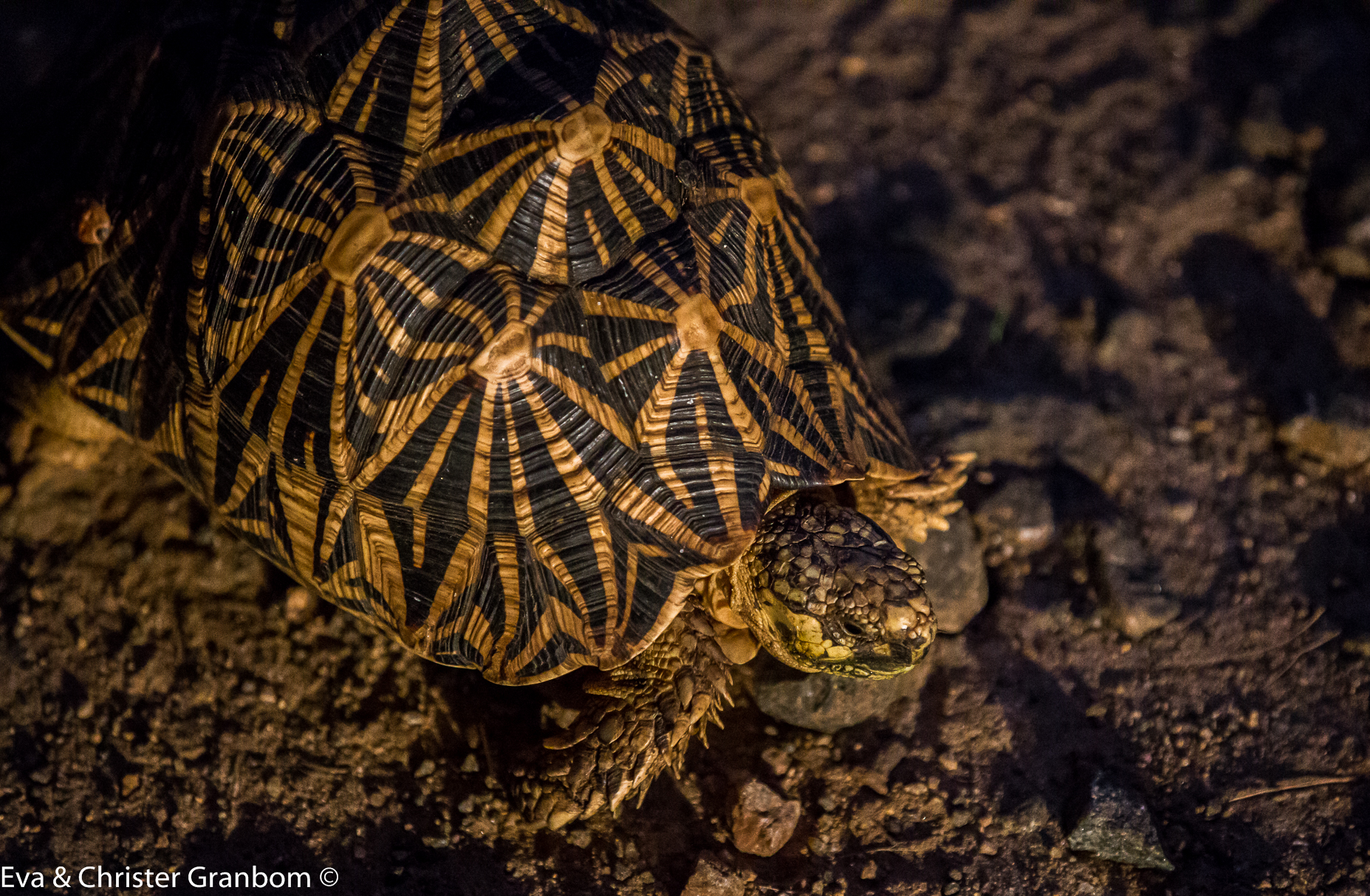 Indian Star Tortoise - Indisk stjärnsköldpadda (Geochelone elegans)