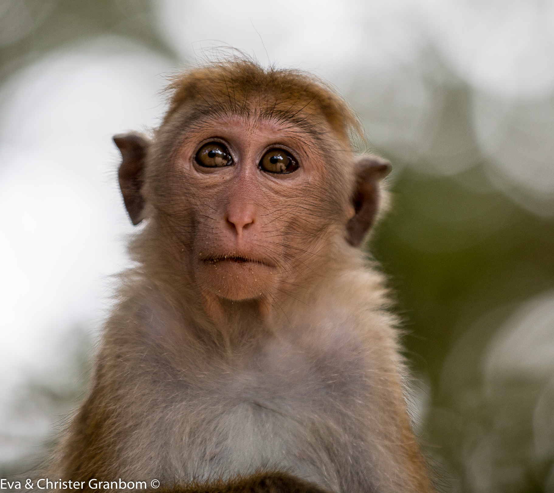 Toque Macaque - Ceylonmakak