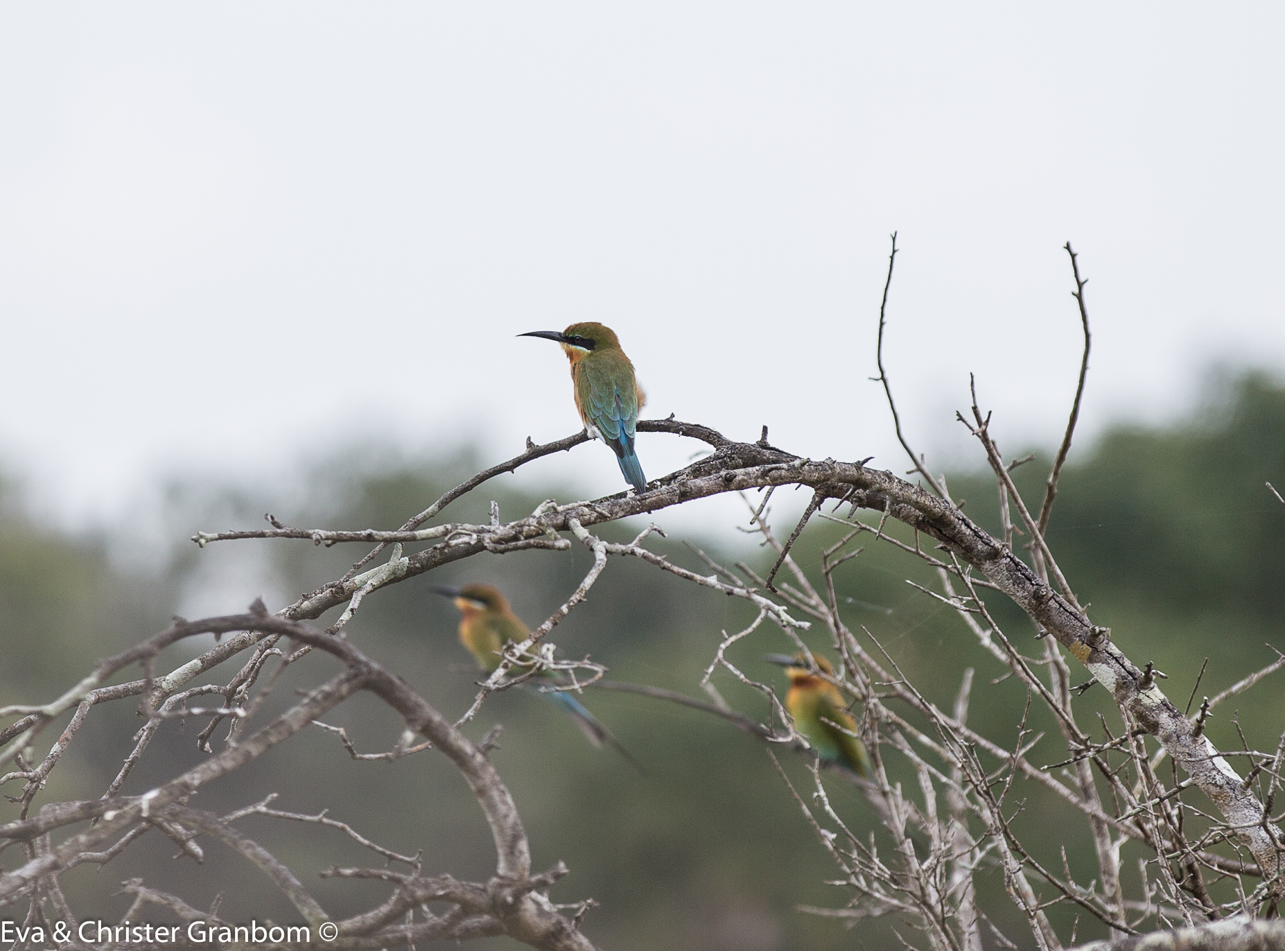 Blue-tailed Bee-eater - blåstjärtad biätare