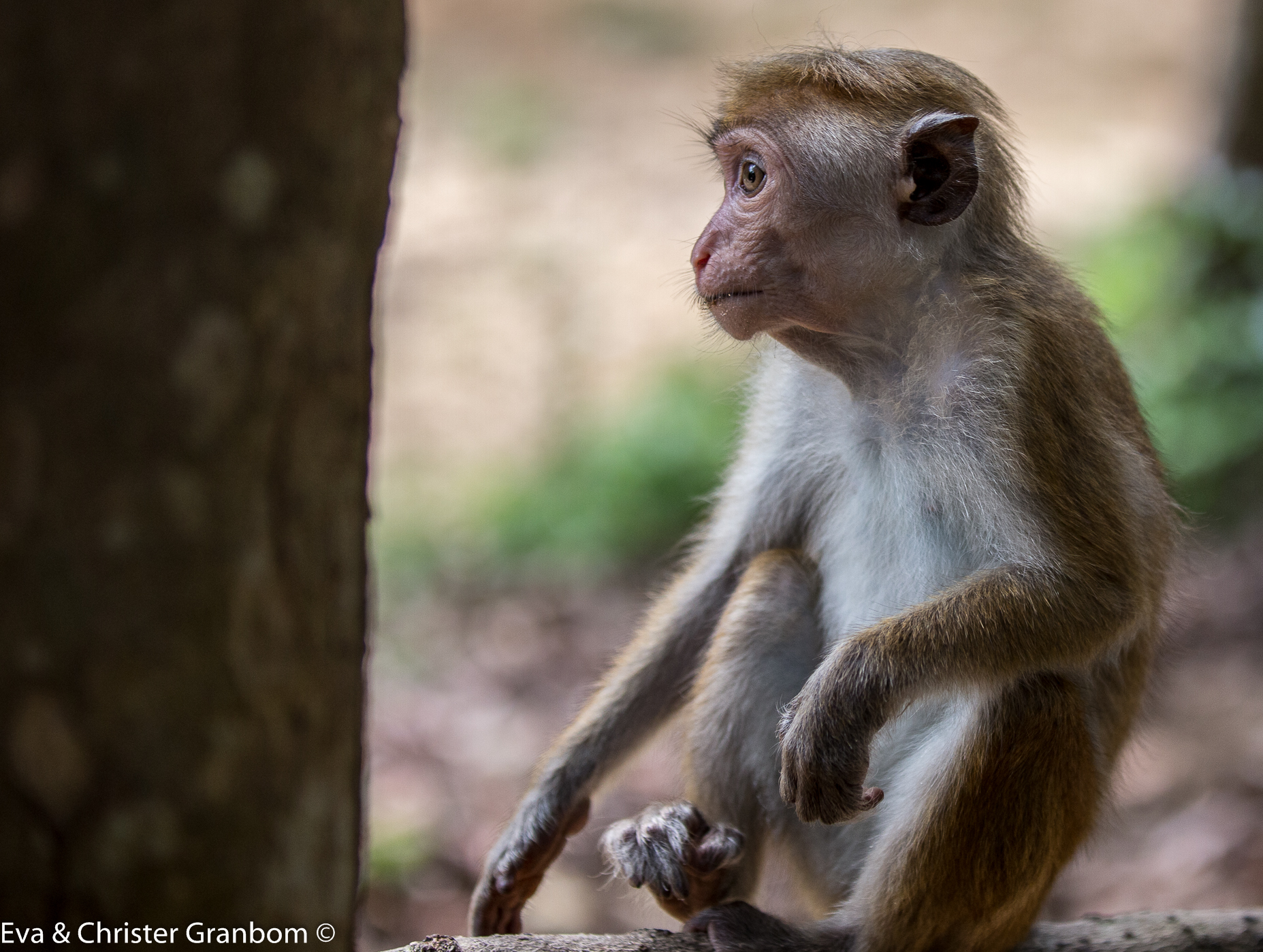 Toque Macaque - Ceylonmakak