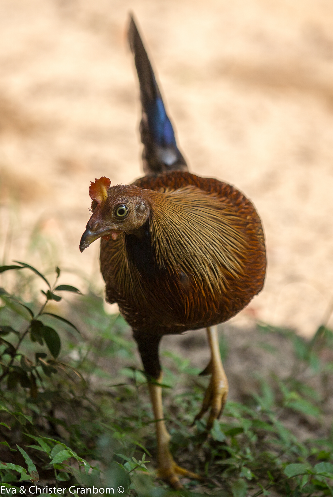 Sri Lanka Junglefowl - Ceylondjungelhöna