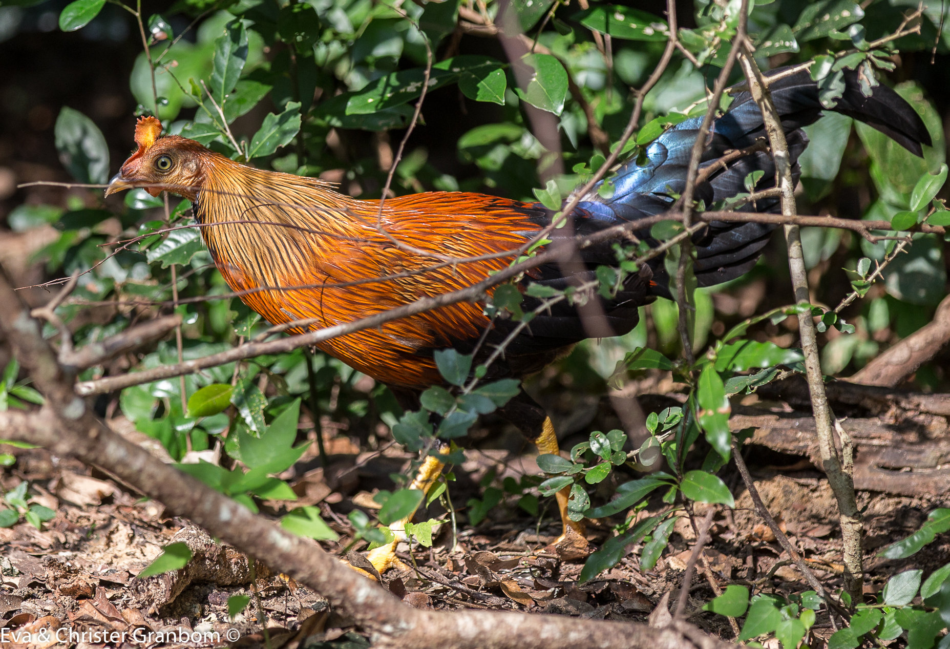 Sri Lanka Junglefowl - Ceylondjungelhöna