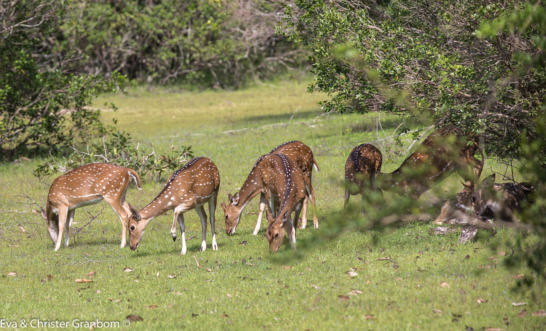Spotted deer - Axishjort