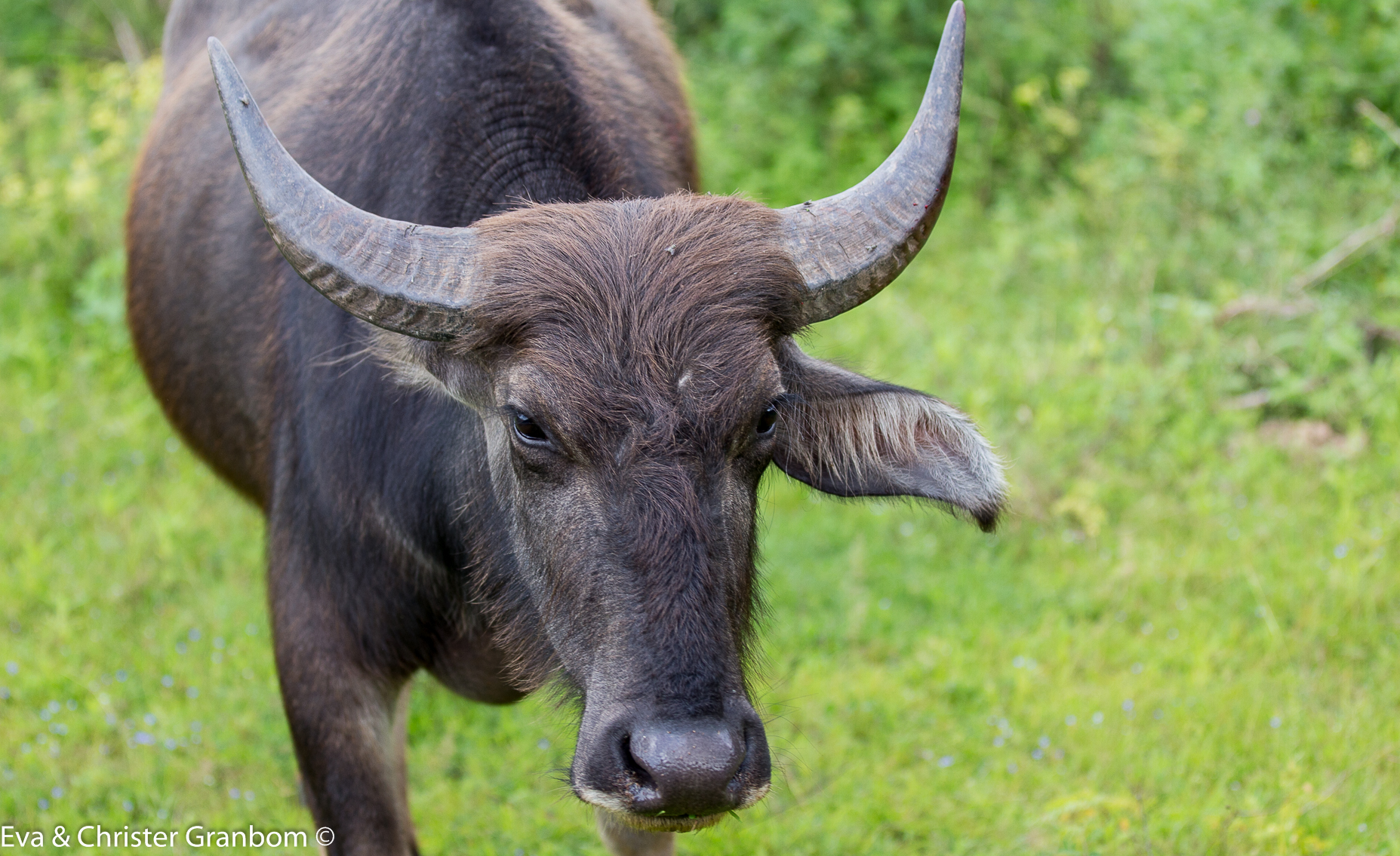Vattenbuffel