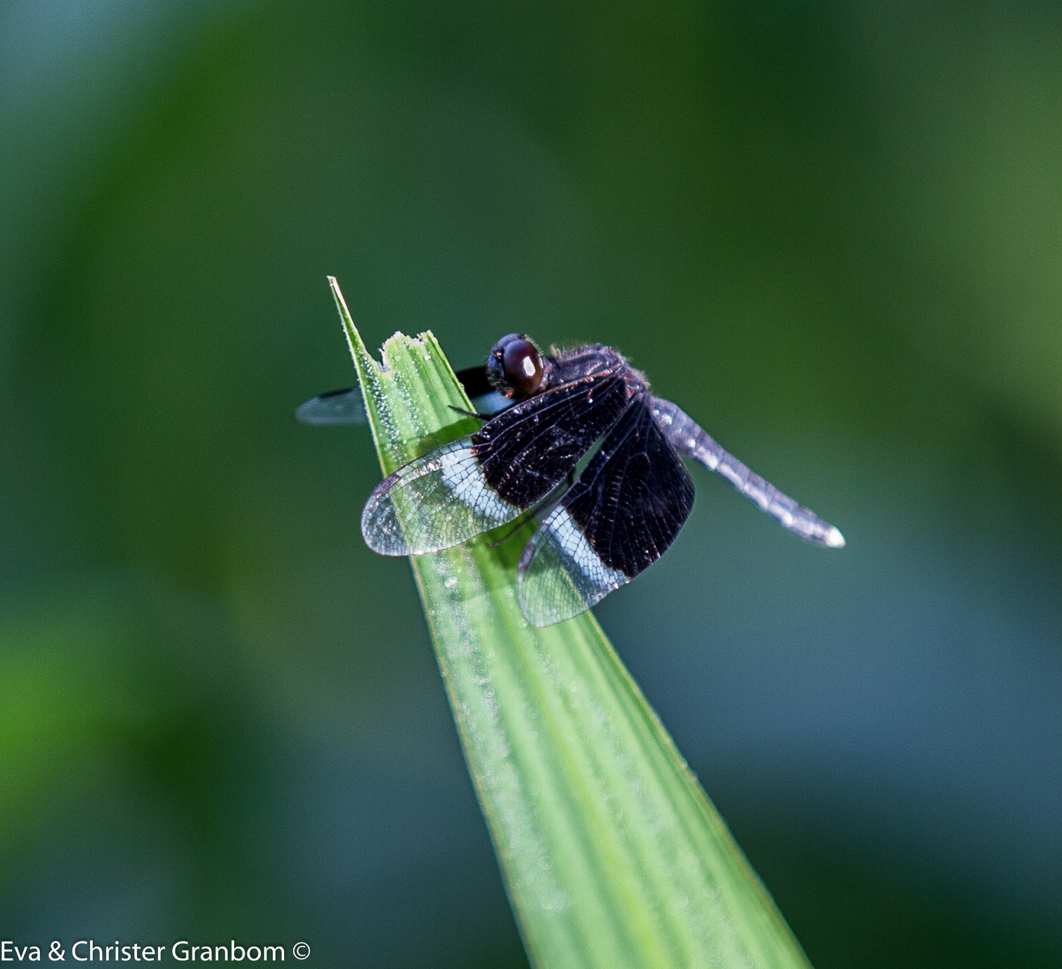 Pied Paddy Skimmer (Neurothemis tullia) - ingår i släktet segeltrollsländor