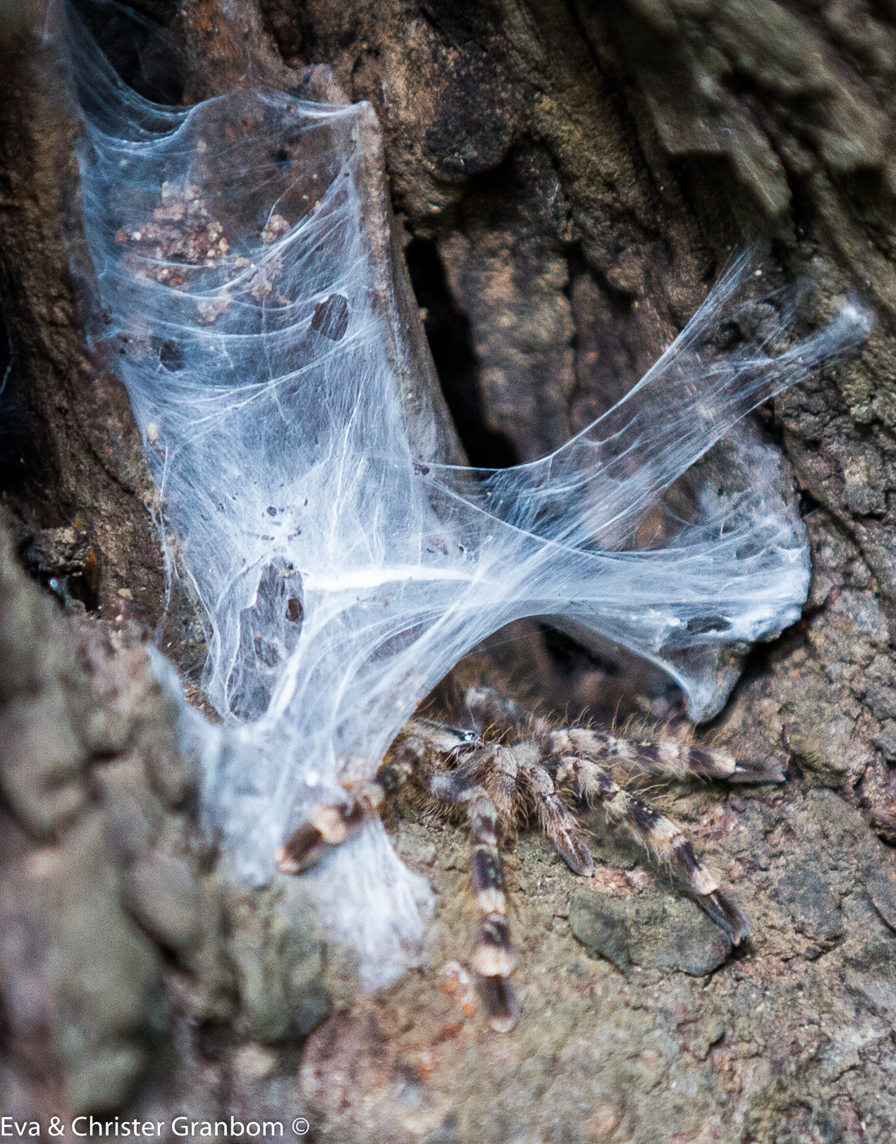 Poecilotheria ingår i familjen fågelspindlar. GIFTIG!!