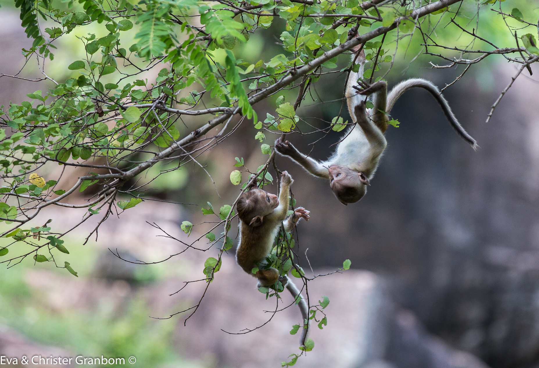 Toque Macaque - Ceylonmakak