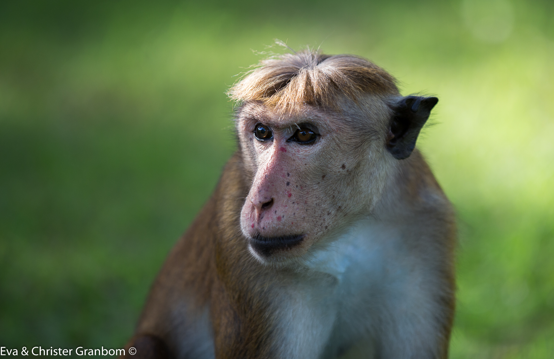 Toque Macaque - Ceylonmakak