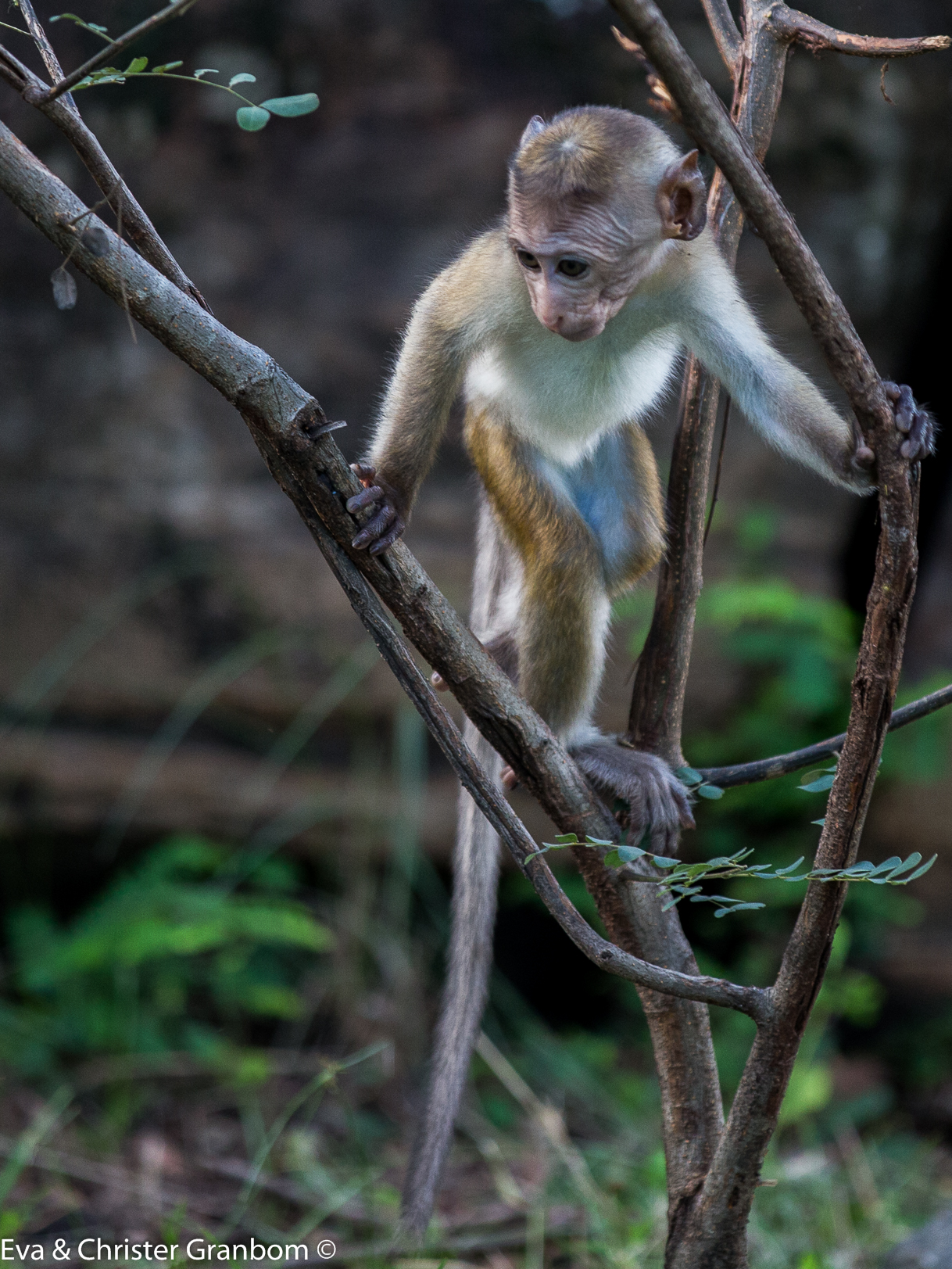 Toque Macaque - Ceylonmakak