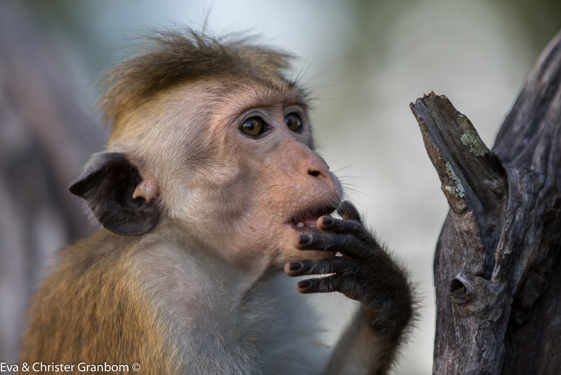 Toque Macaque - Ceylonmakak