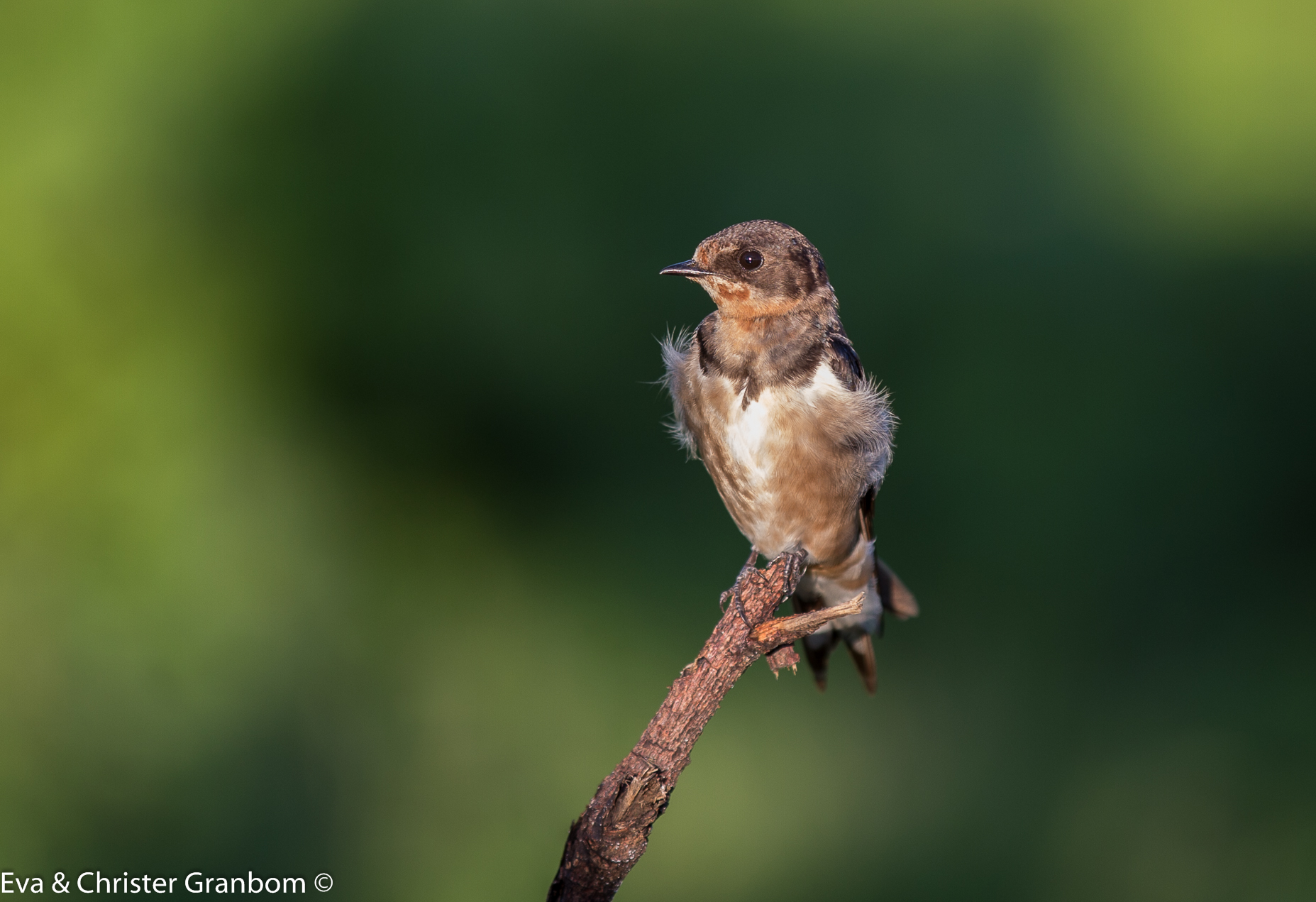 Barn Swallow - ladusvala