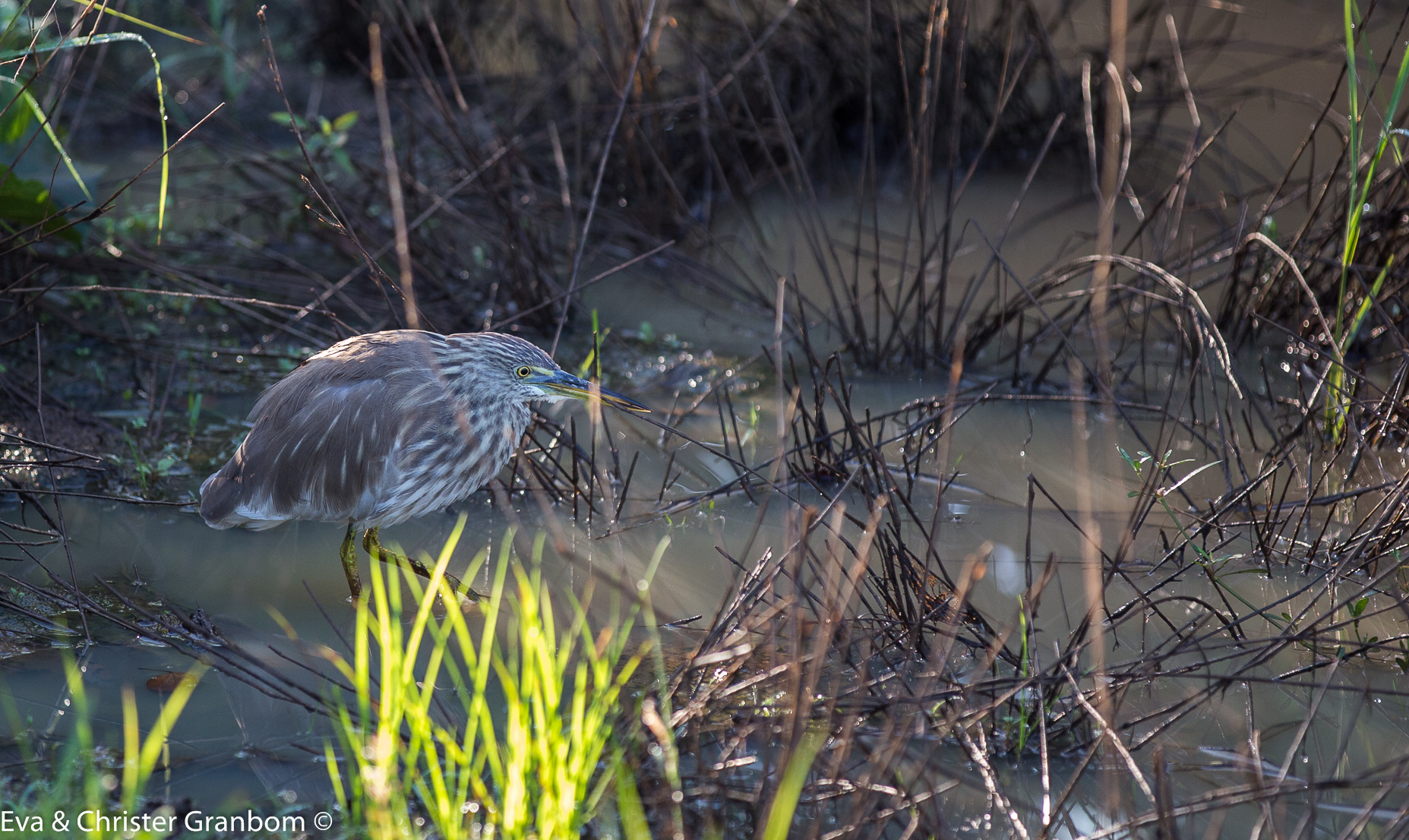 Indian Pond Heron - rishäger
