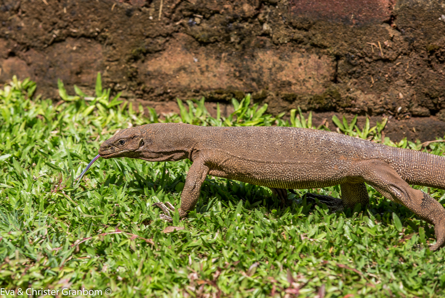 Land Monitor Lizard
