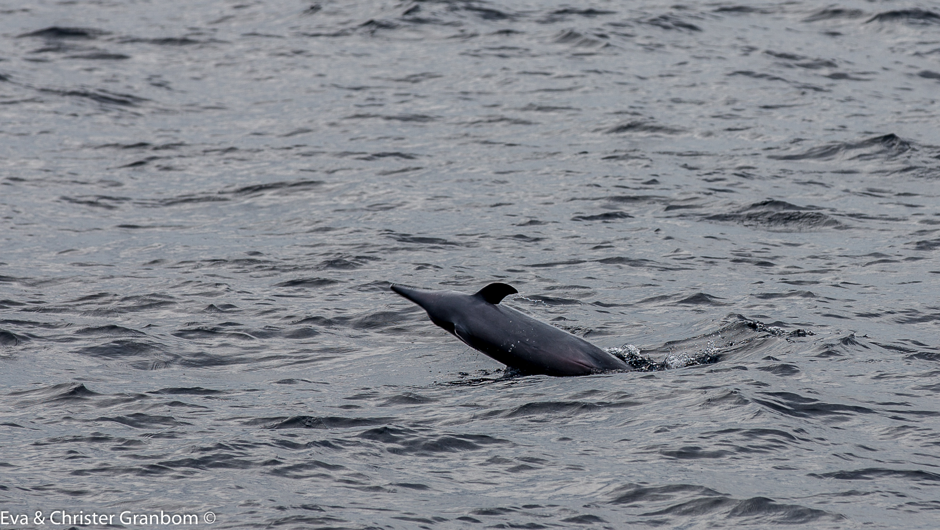 Spinndelfin