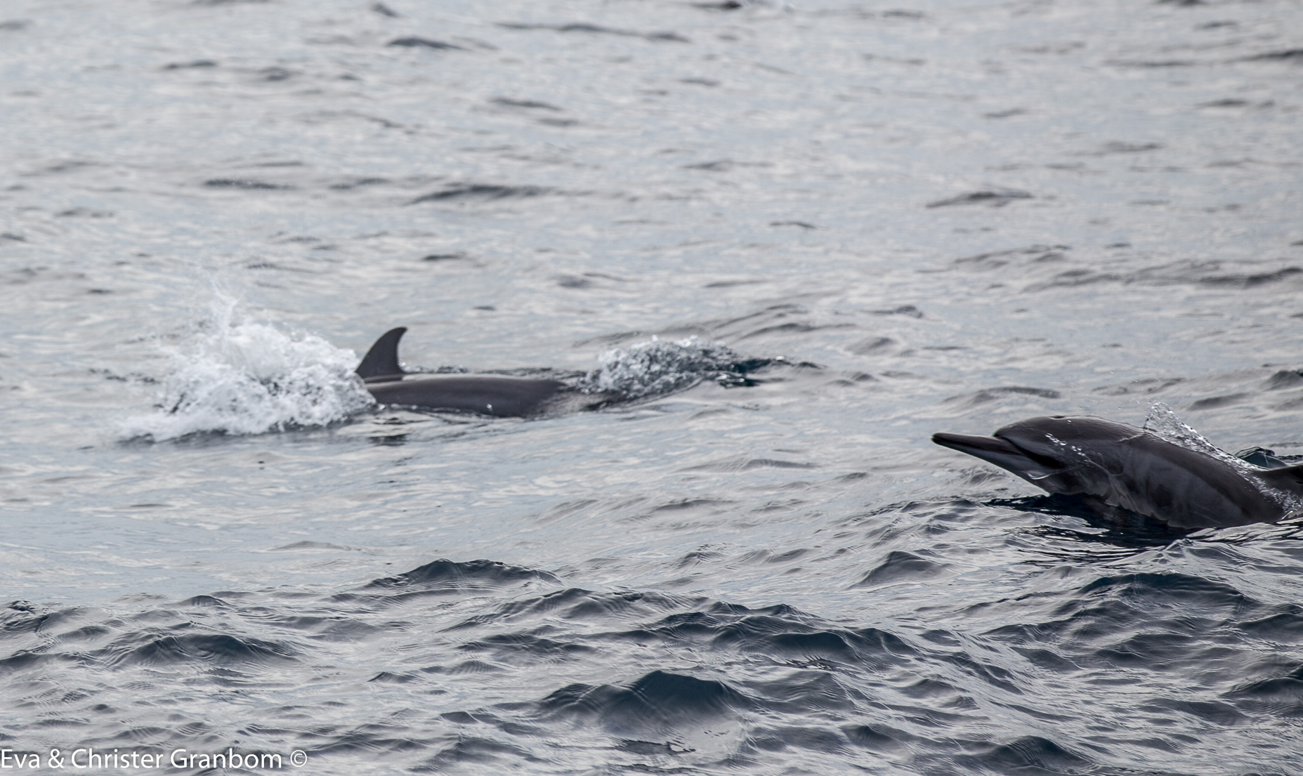 Spinndelfin