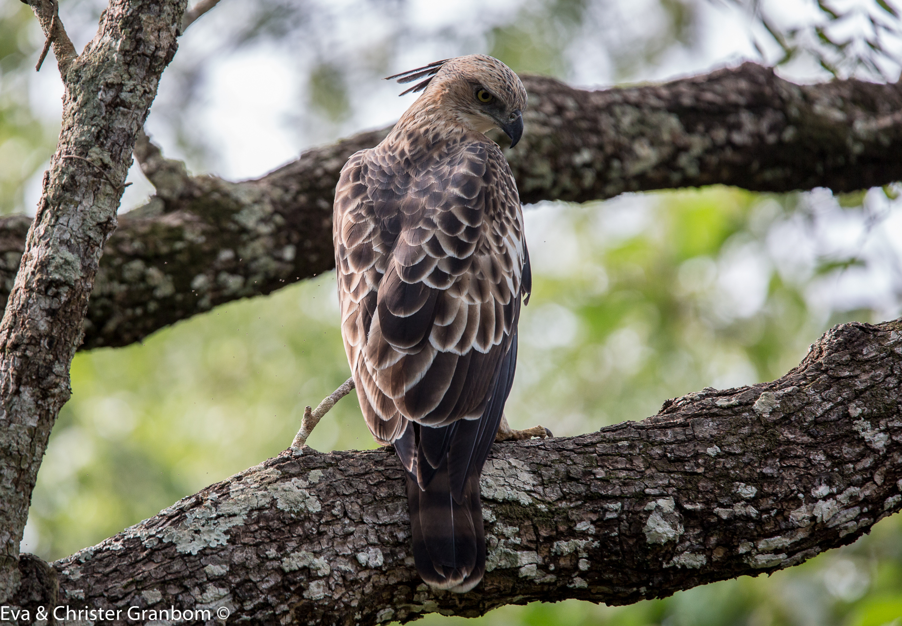 Crested Hawk Eagle - Indisk Tofsörn