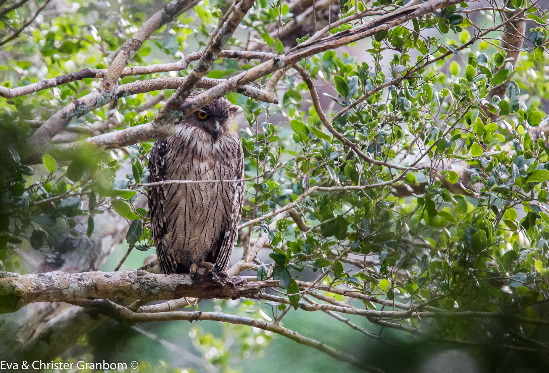 Brown Fish Owl - Brun fiskuv