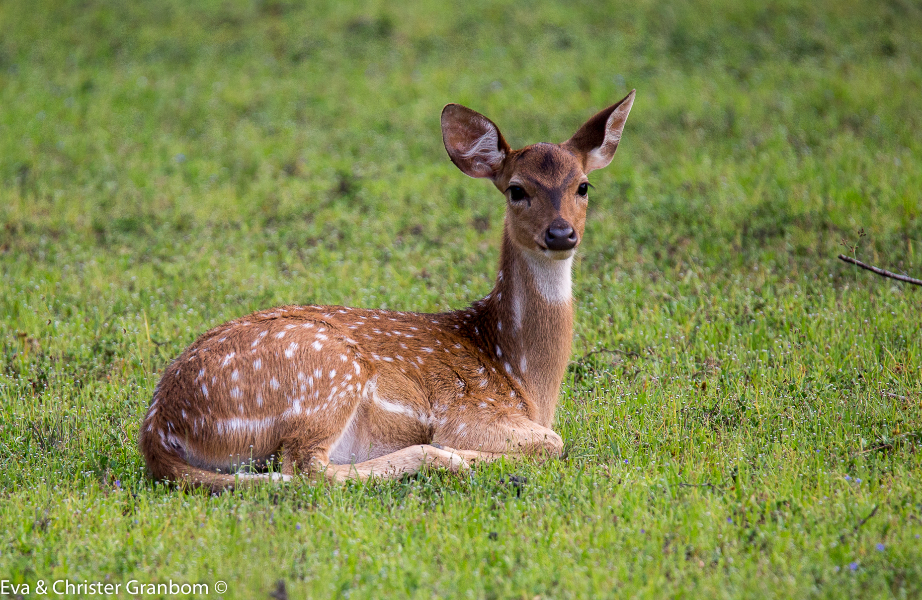 Spotted deer - Axishjort