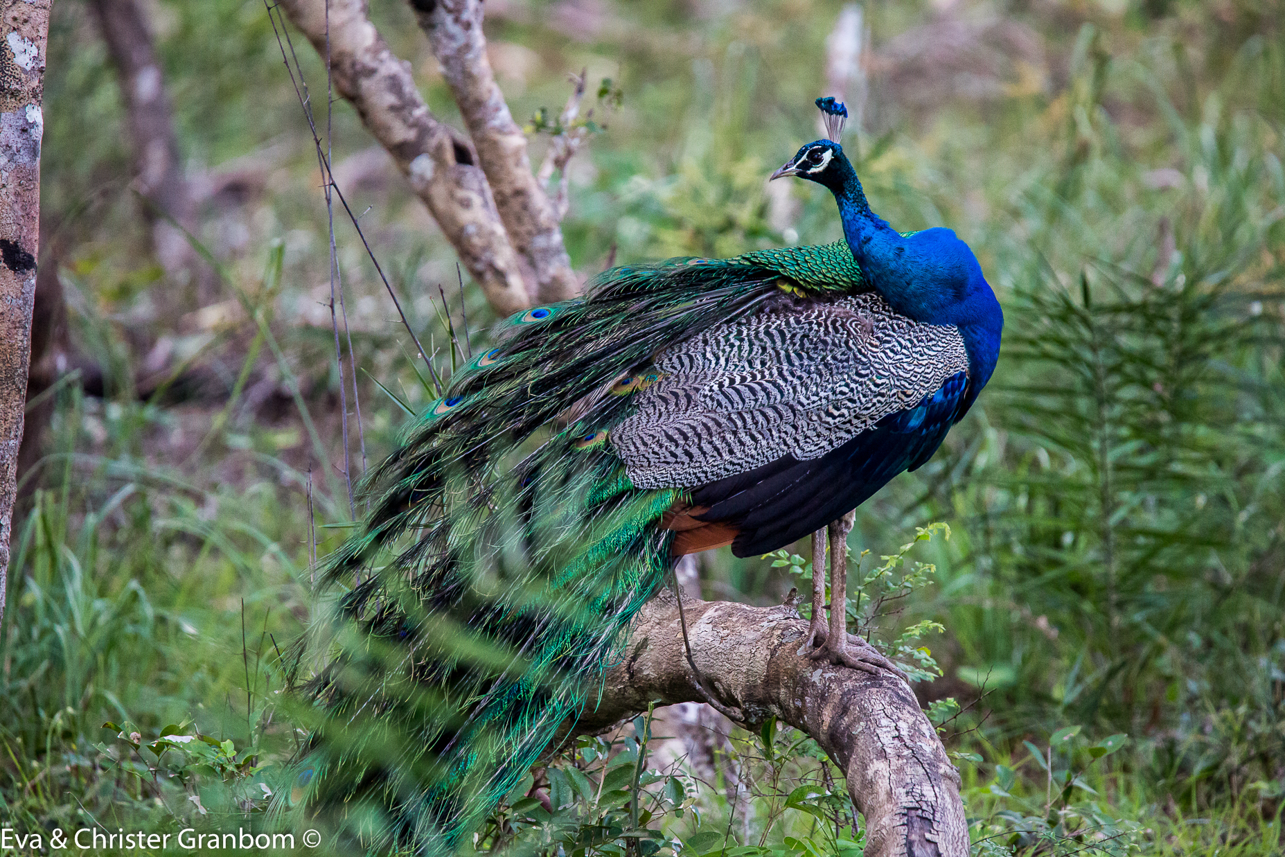 Indian Peafowl - Påfågel