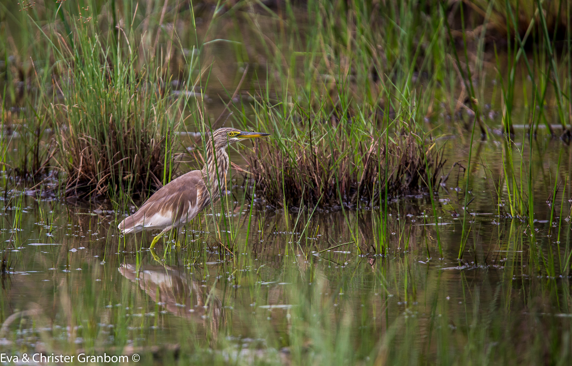 Indian Pond Heron - Rishäger