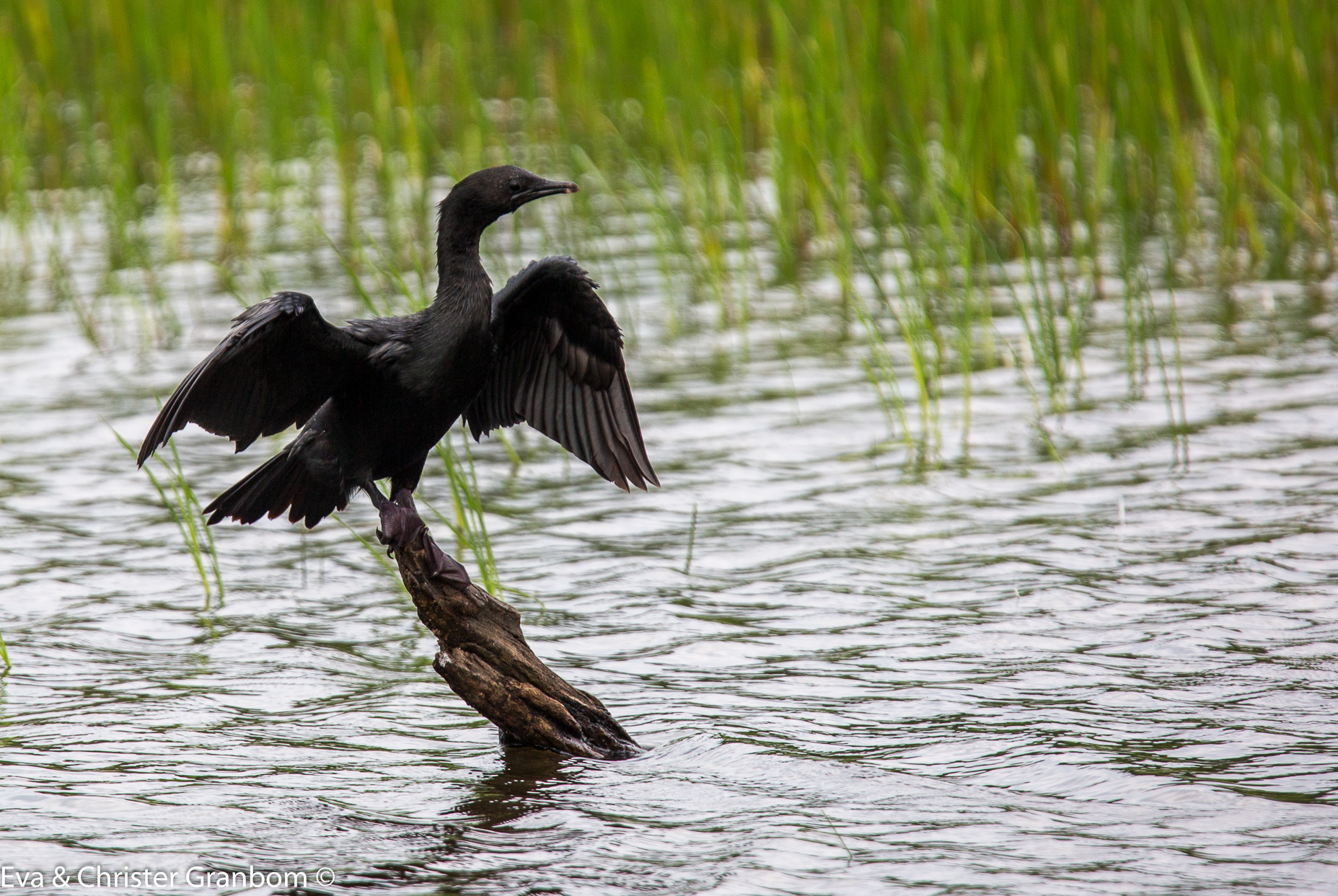 Little Cormorant - Småskarv