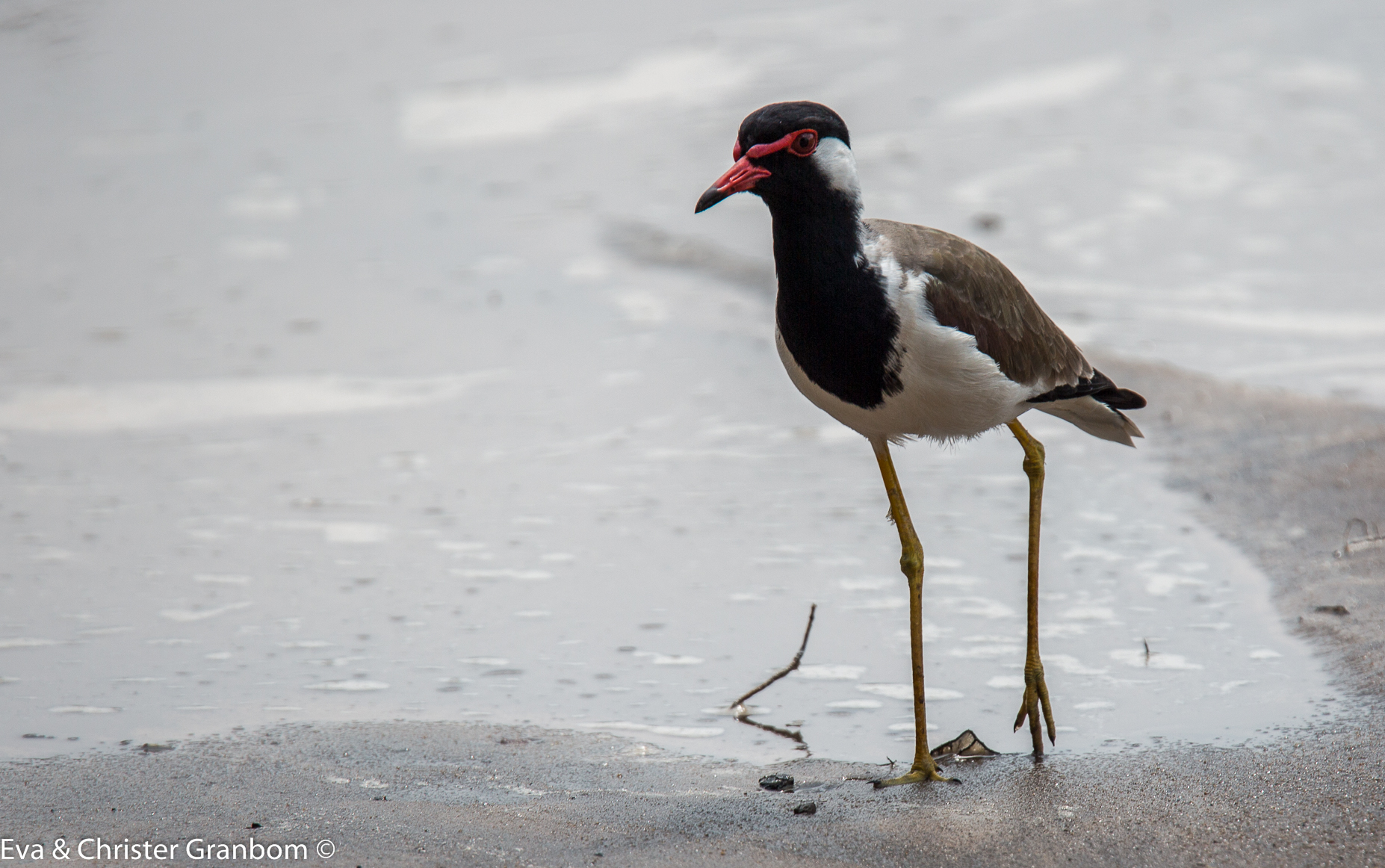 Red-wattled Lapwing - Rödflikvipa