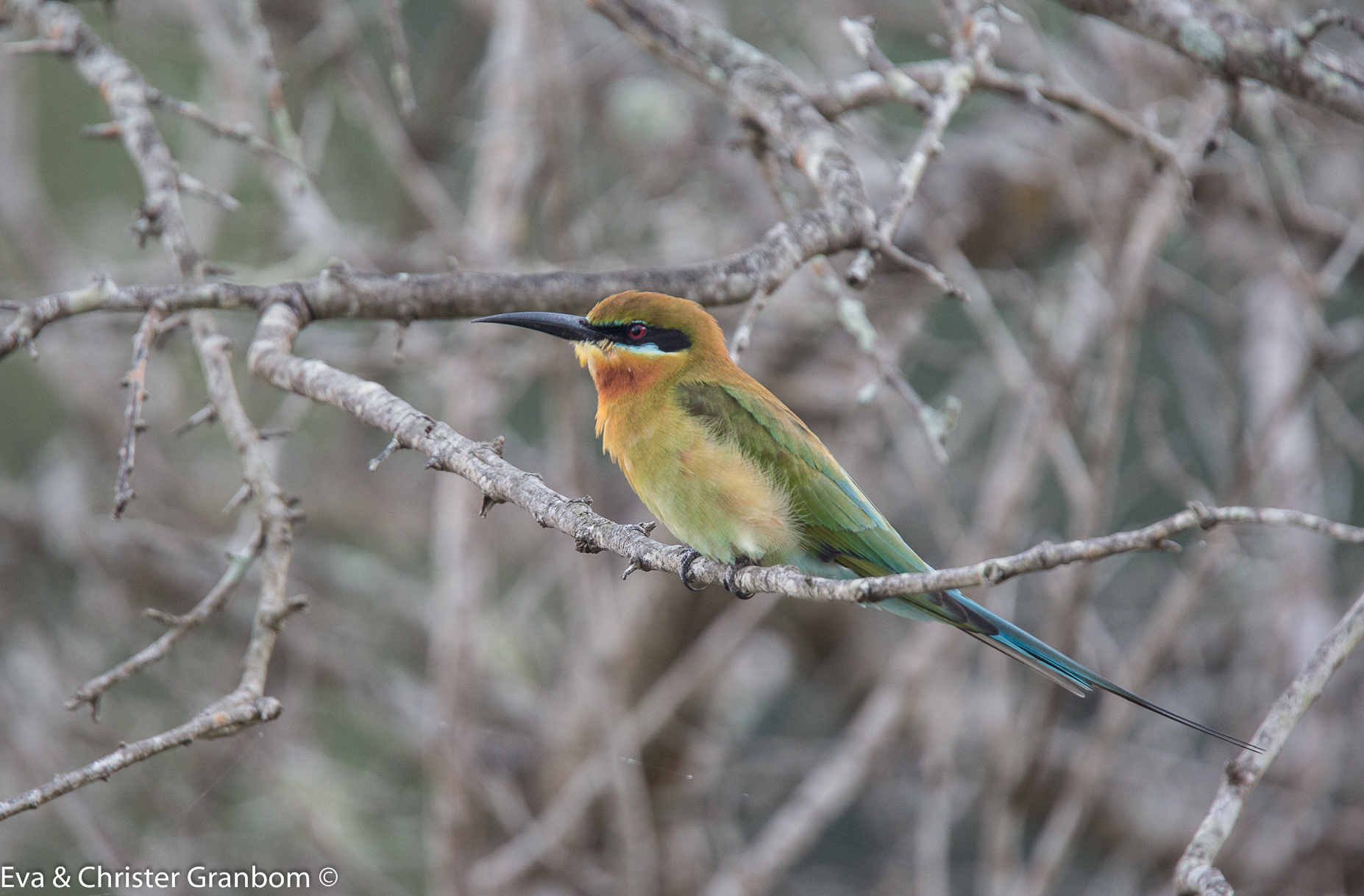 Blue-tailed Bee-eater - blåstjärtad biätare