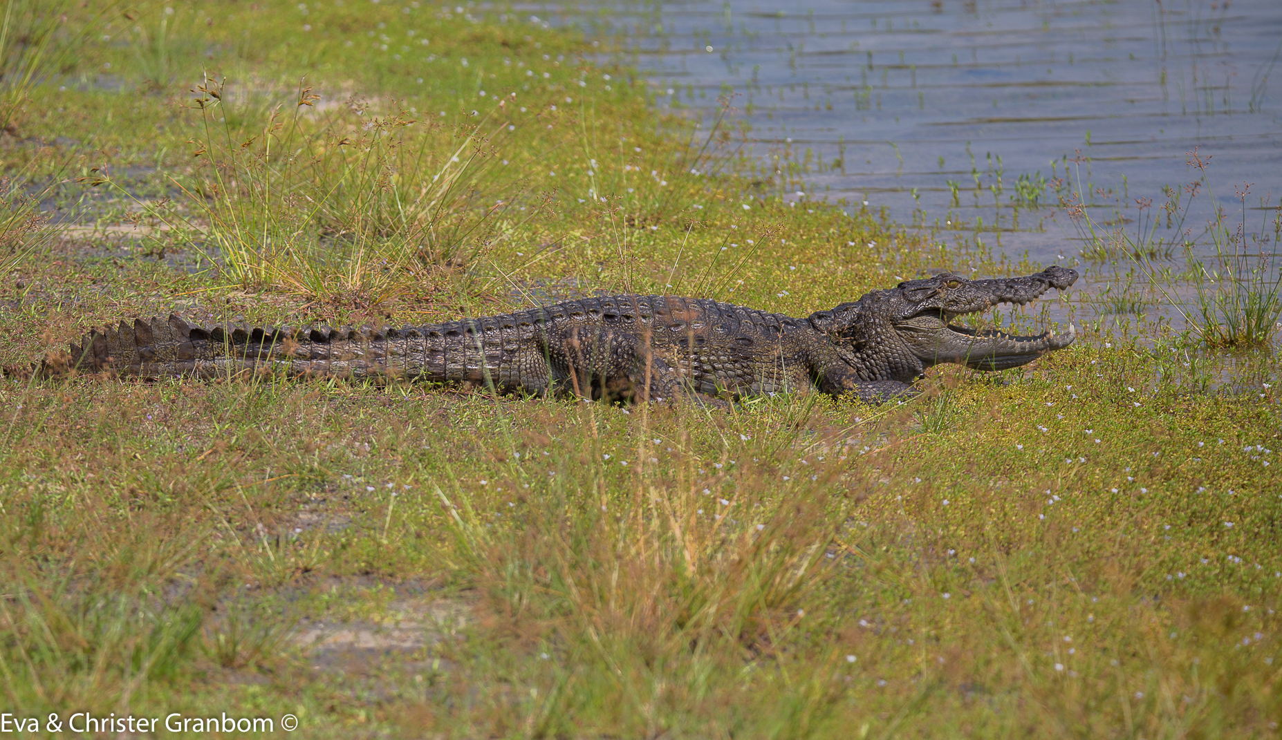 Sumpkrokodil