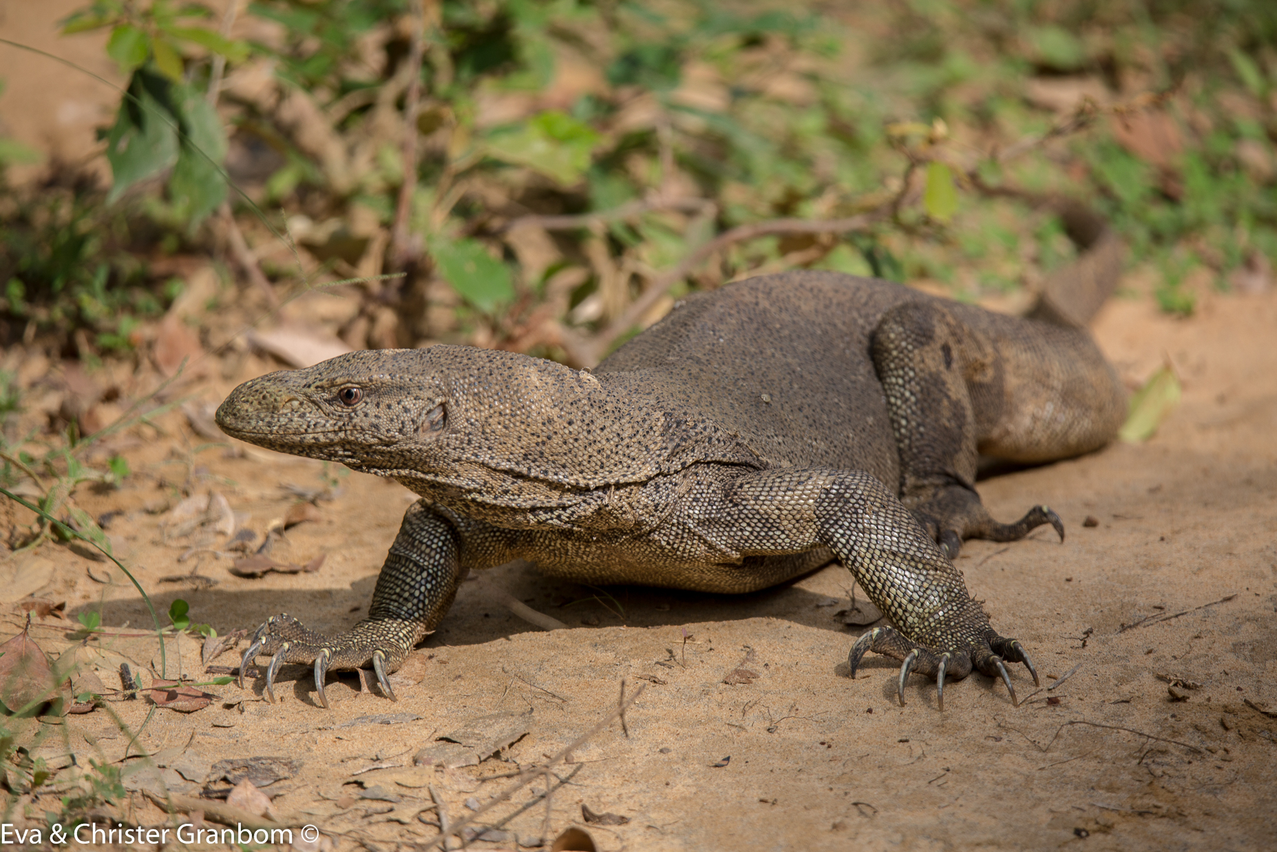 Land Monitor Lizard