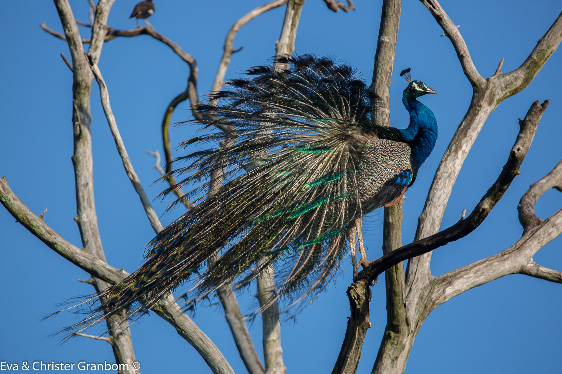 Indian Peafowl - påfågel