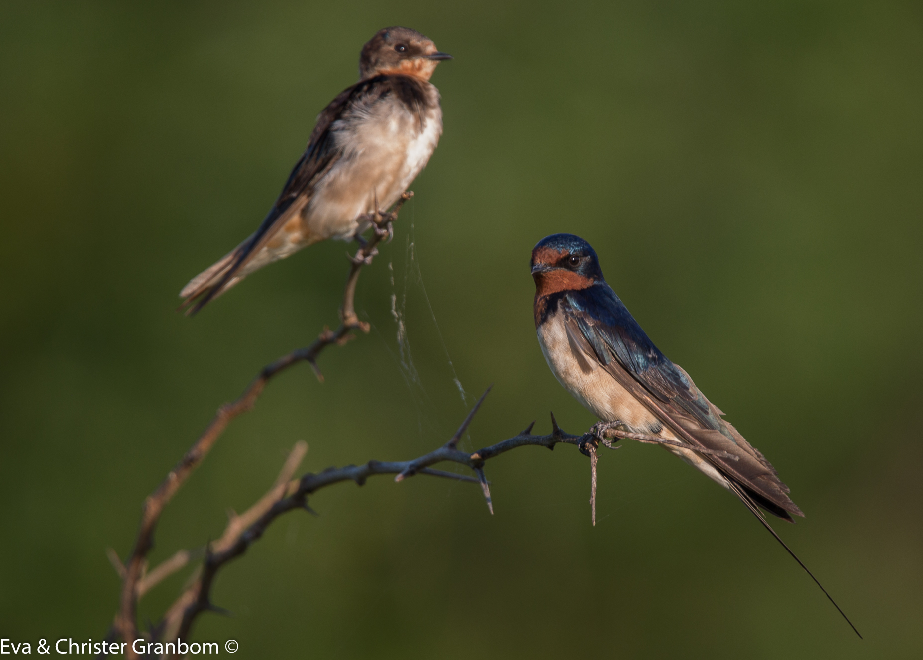 Barn Swallow - ladusvala