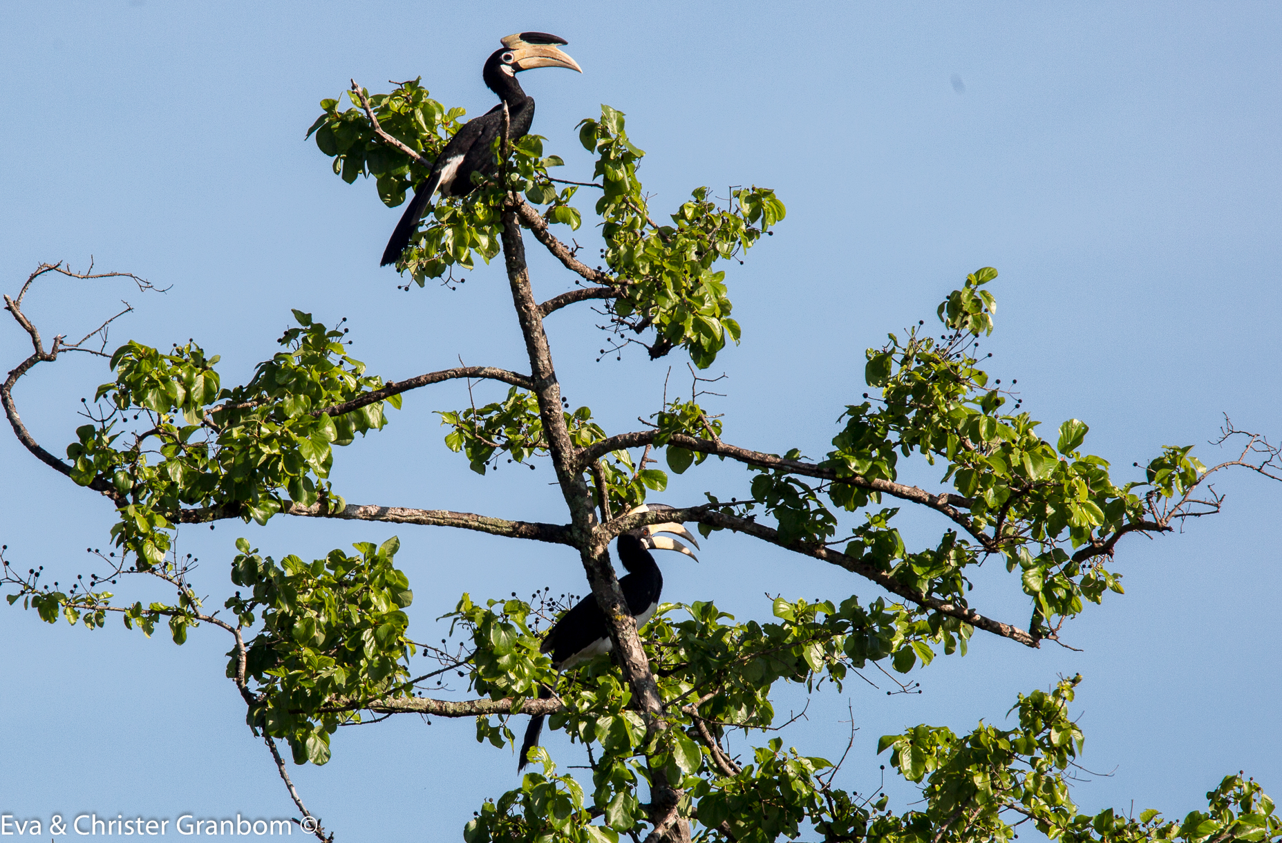 Malabar Pied Hornbill - Indisk näshornsfågel
