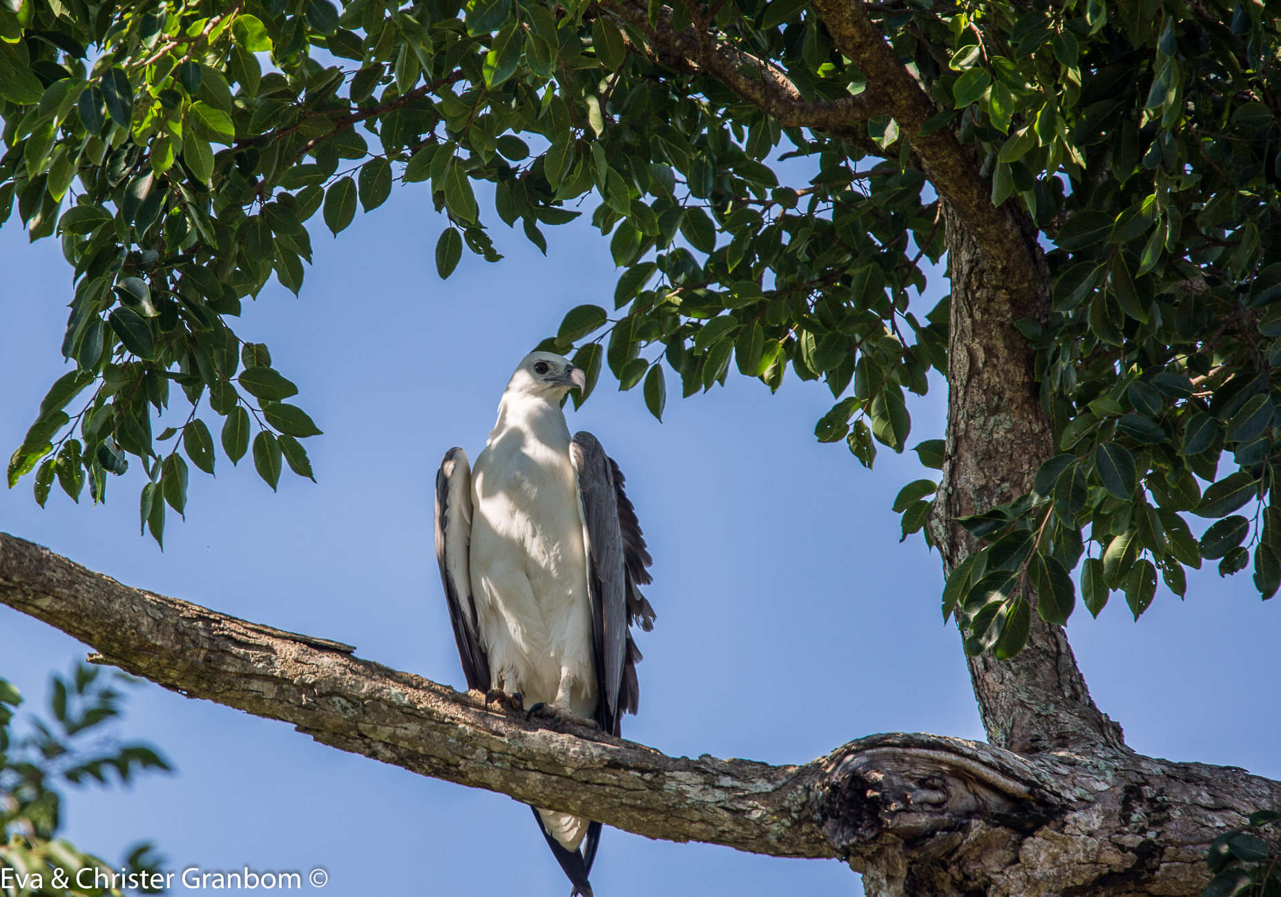 White-bellied  Sea Eagle - vitbukad havsörn
