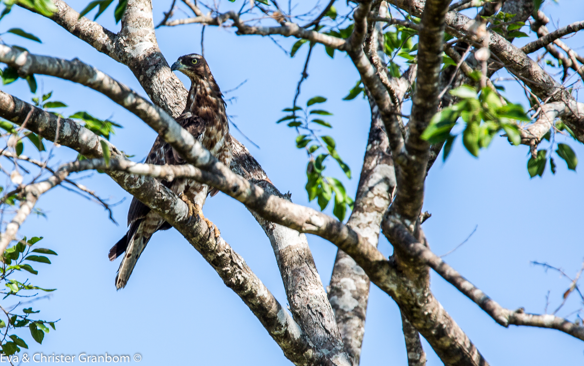 Oriental Honey-buzzard - Tofsbivråk