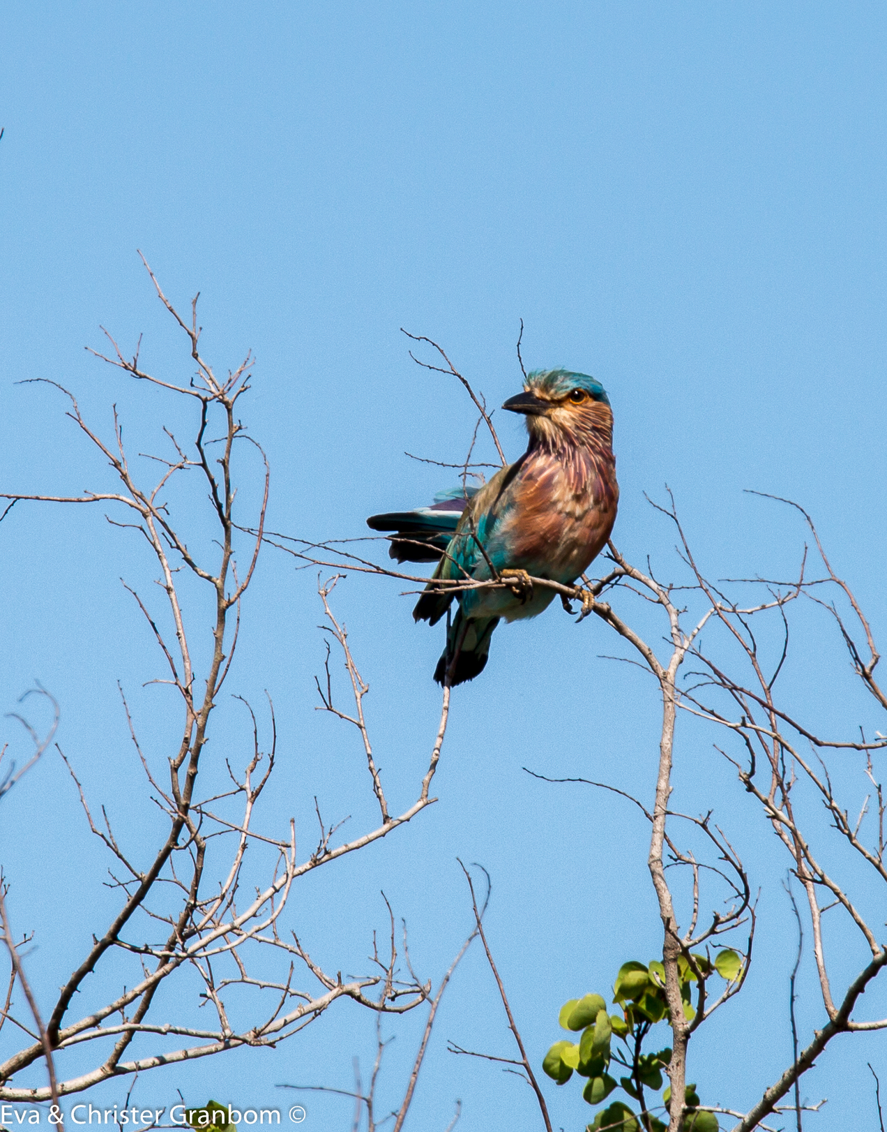 Indian Roller - Indisk blåkråka