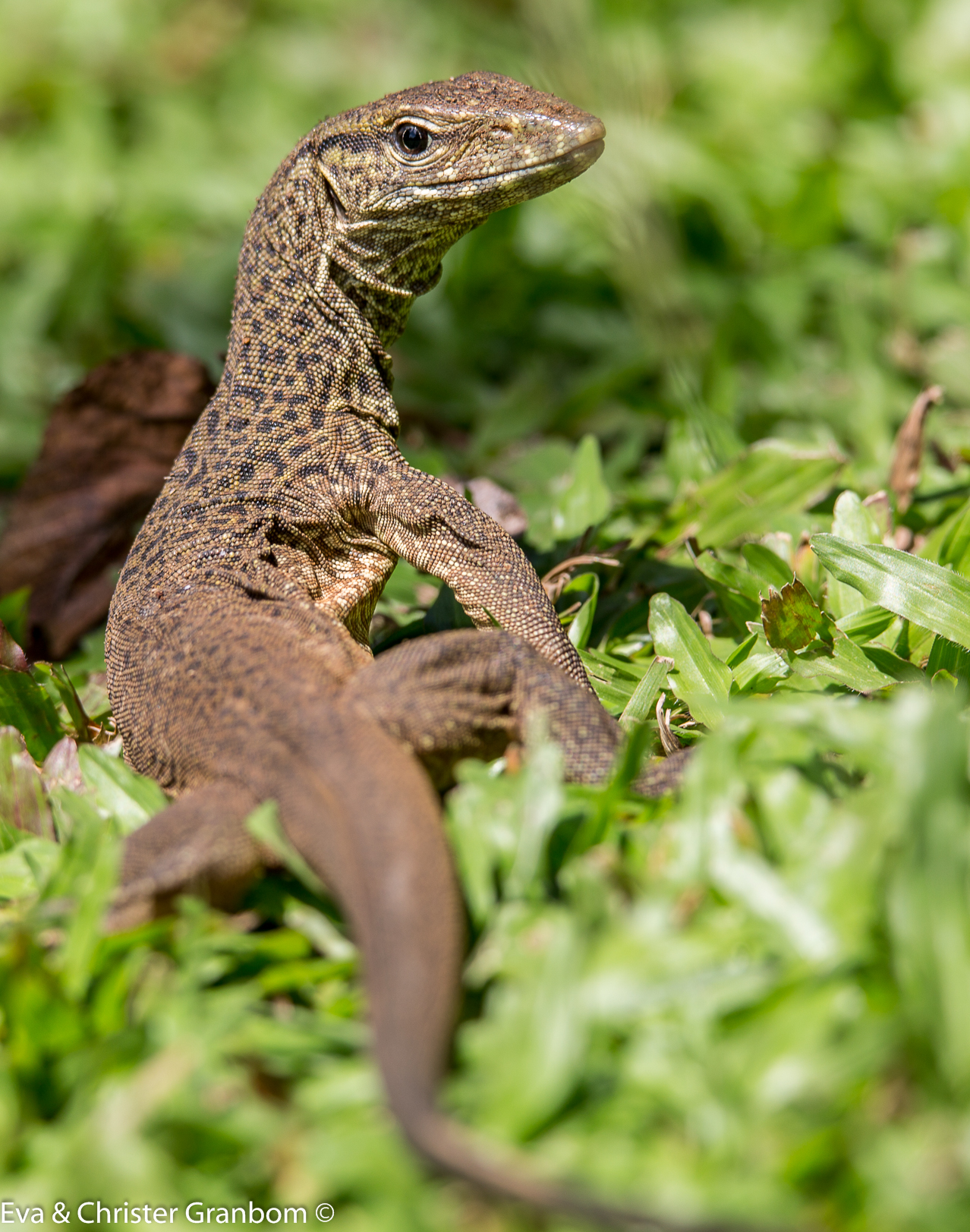 Land Monitor Lizard